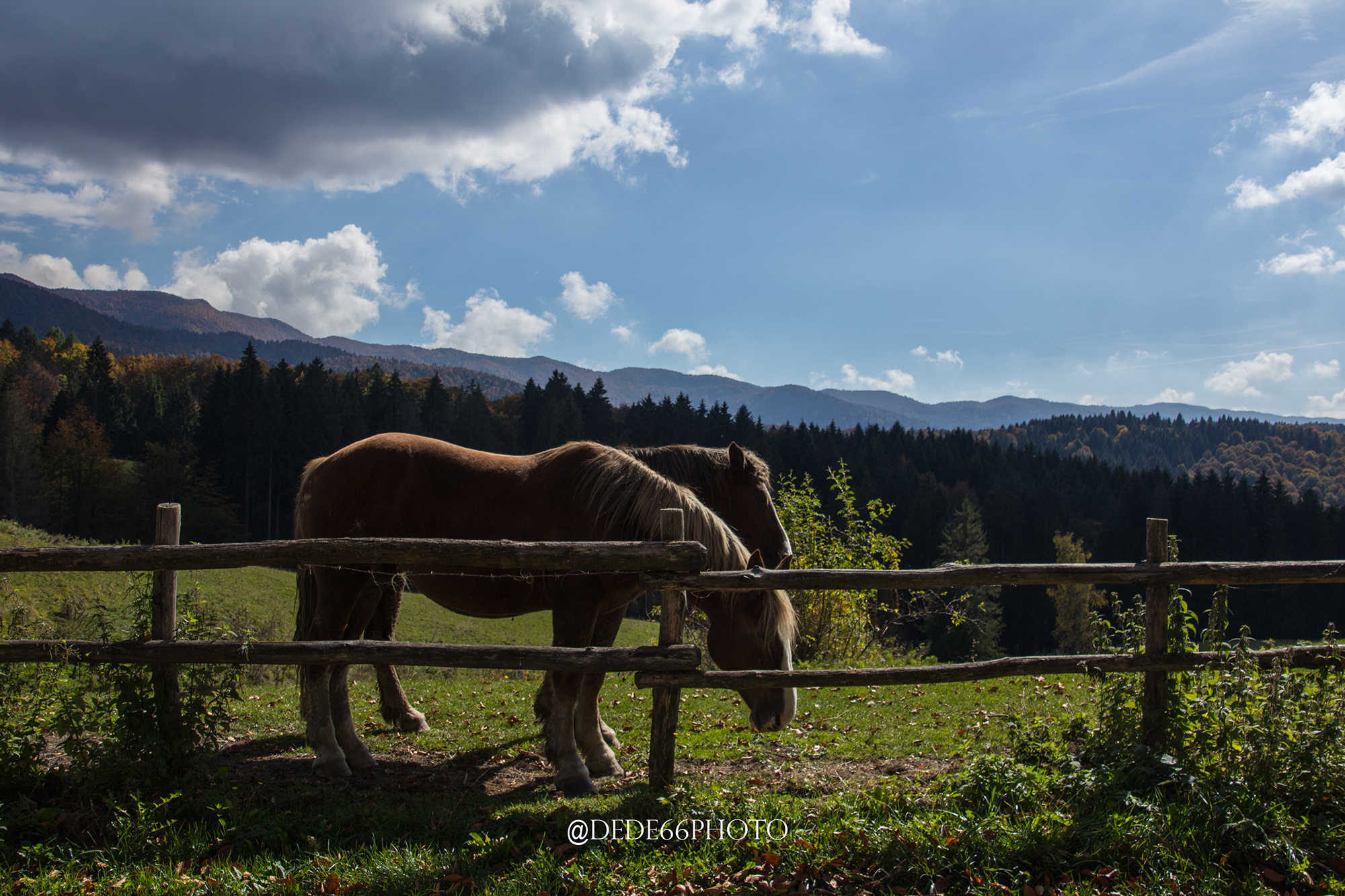 Bored behind the fence