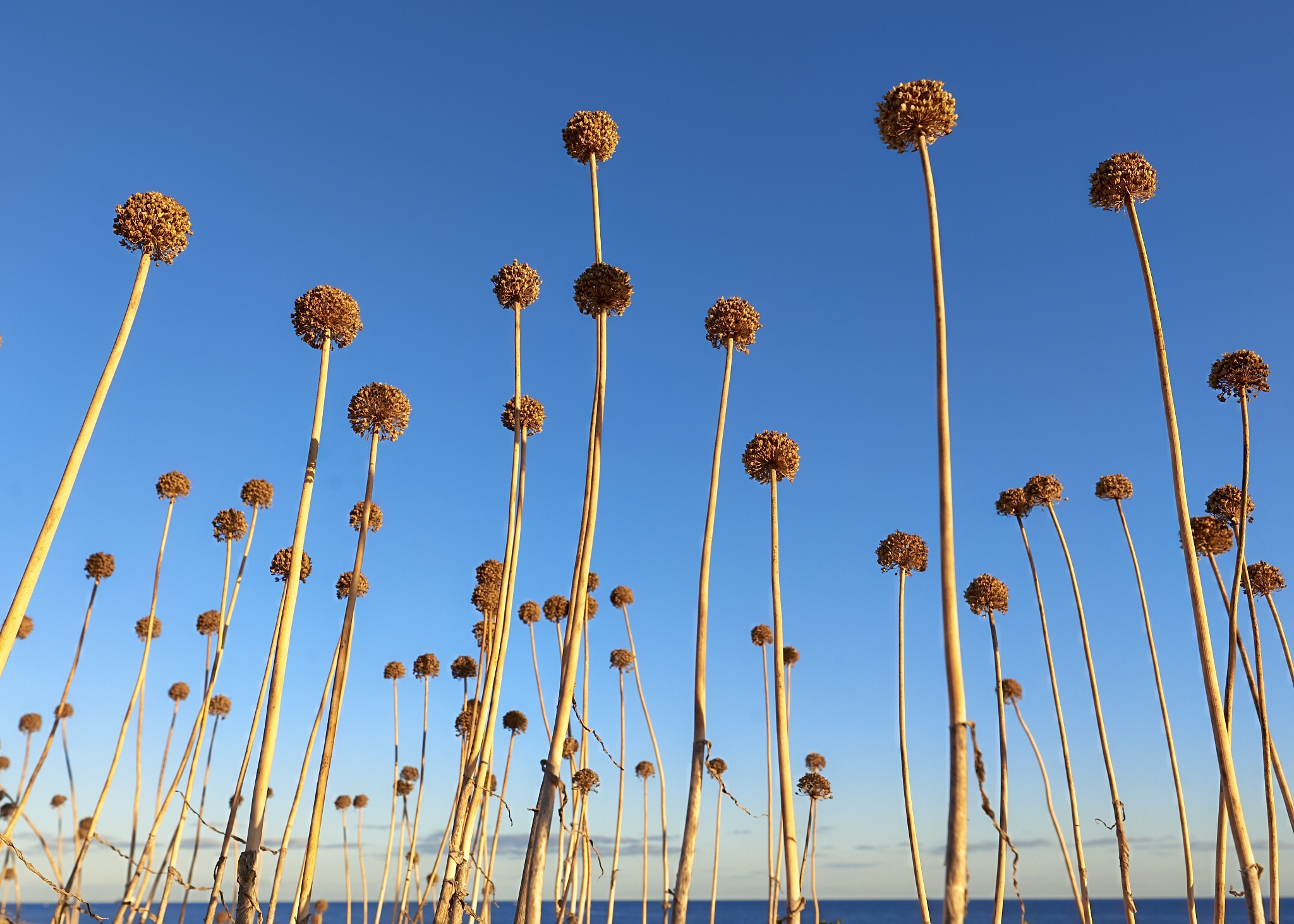 La maestosità dell'aglio