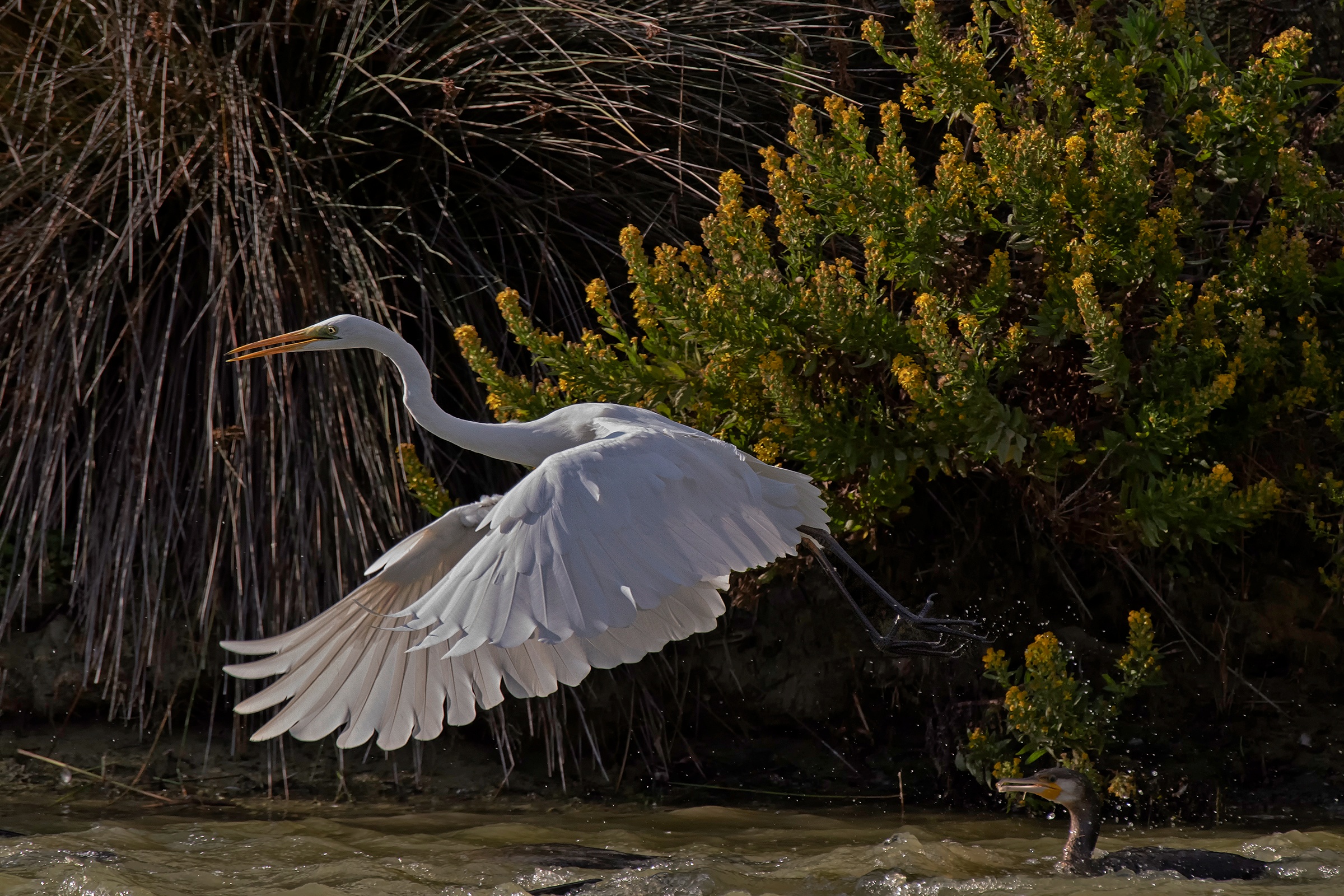 Airone Bianco in decollo