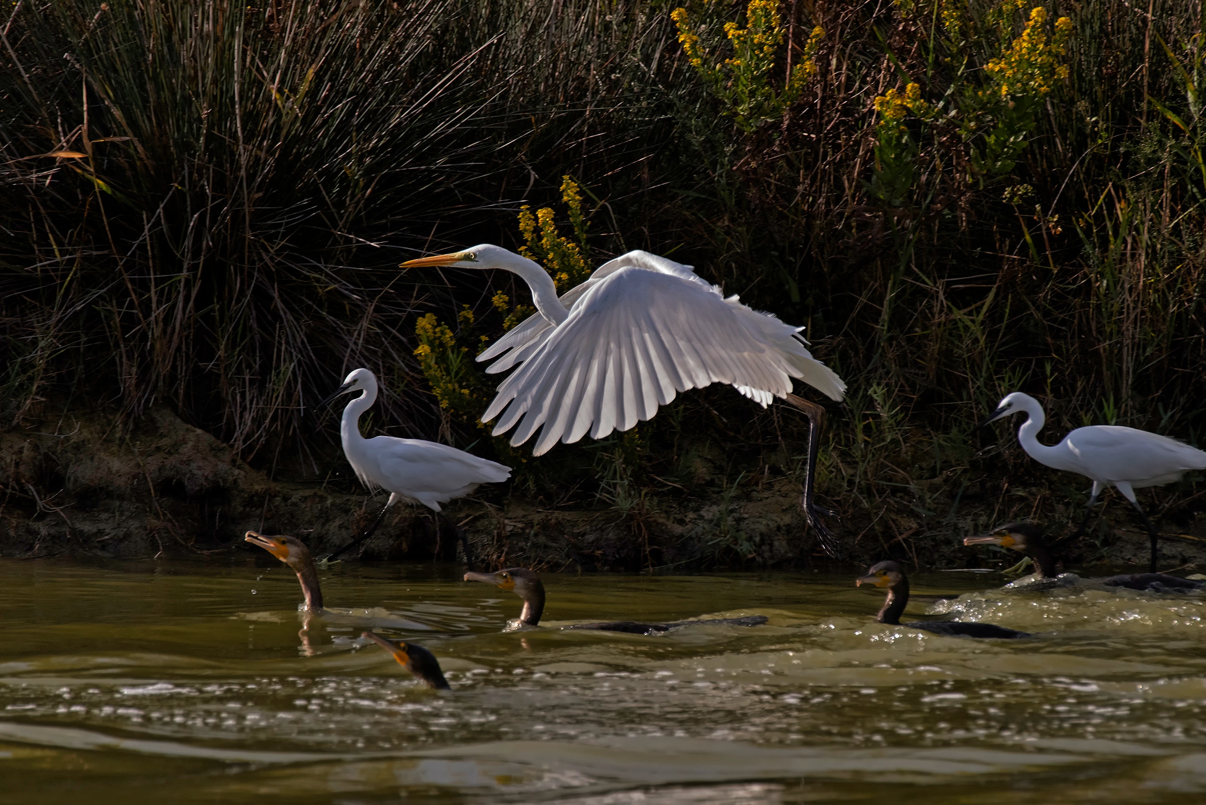 Gli alleati nella battuta