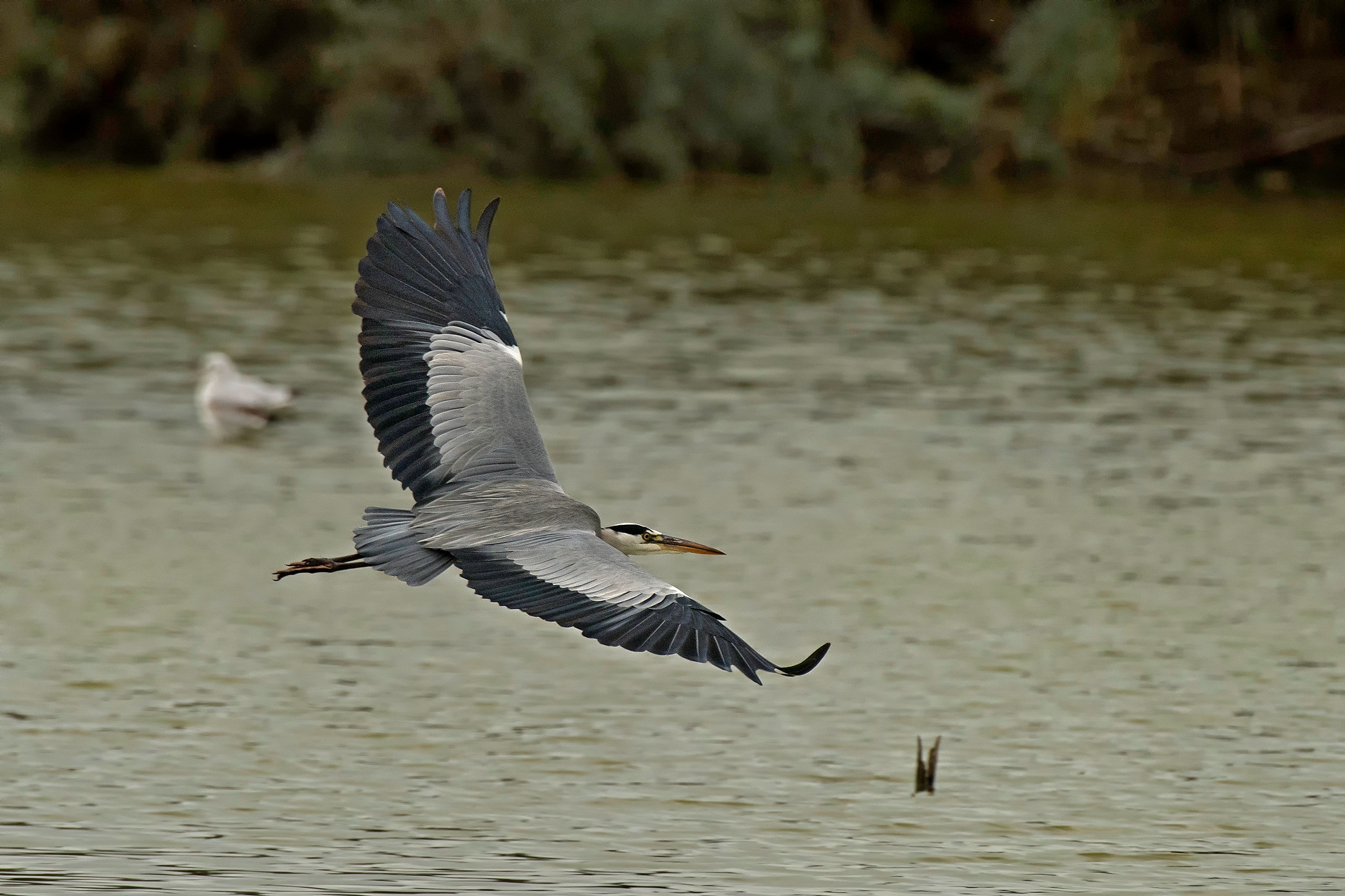 Il volo dell'Airone Cenerino