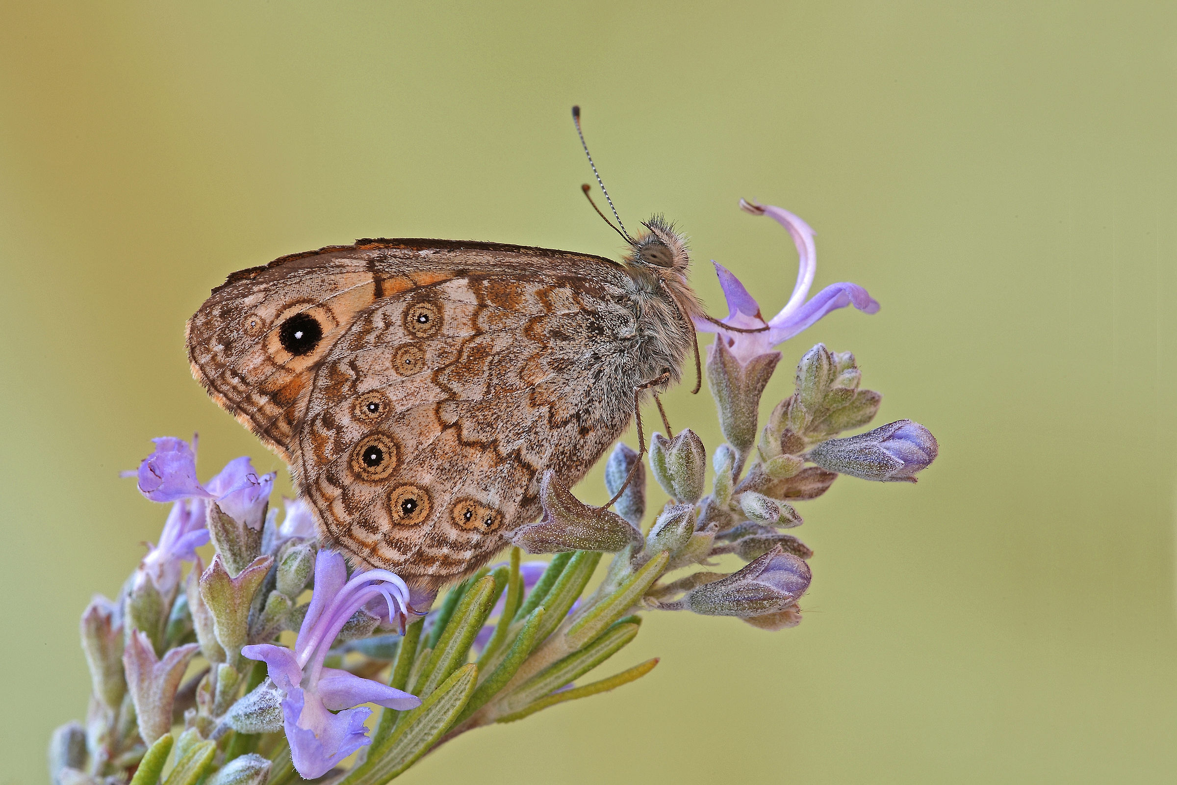 *** No Crop Sfondo Naurale***