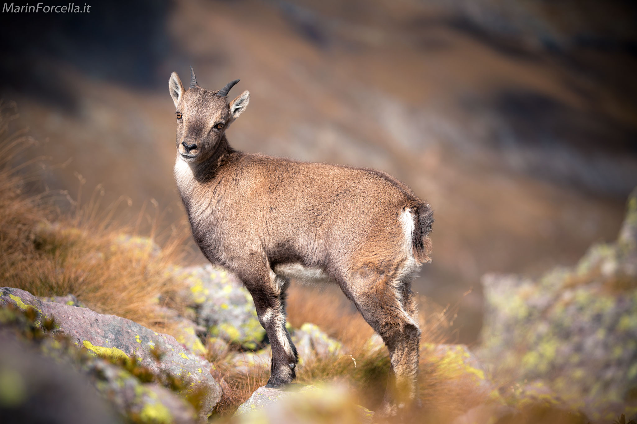 Another Stambecco puppy