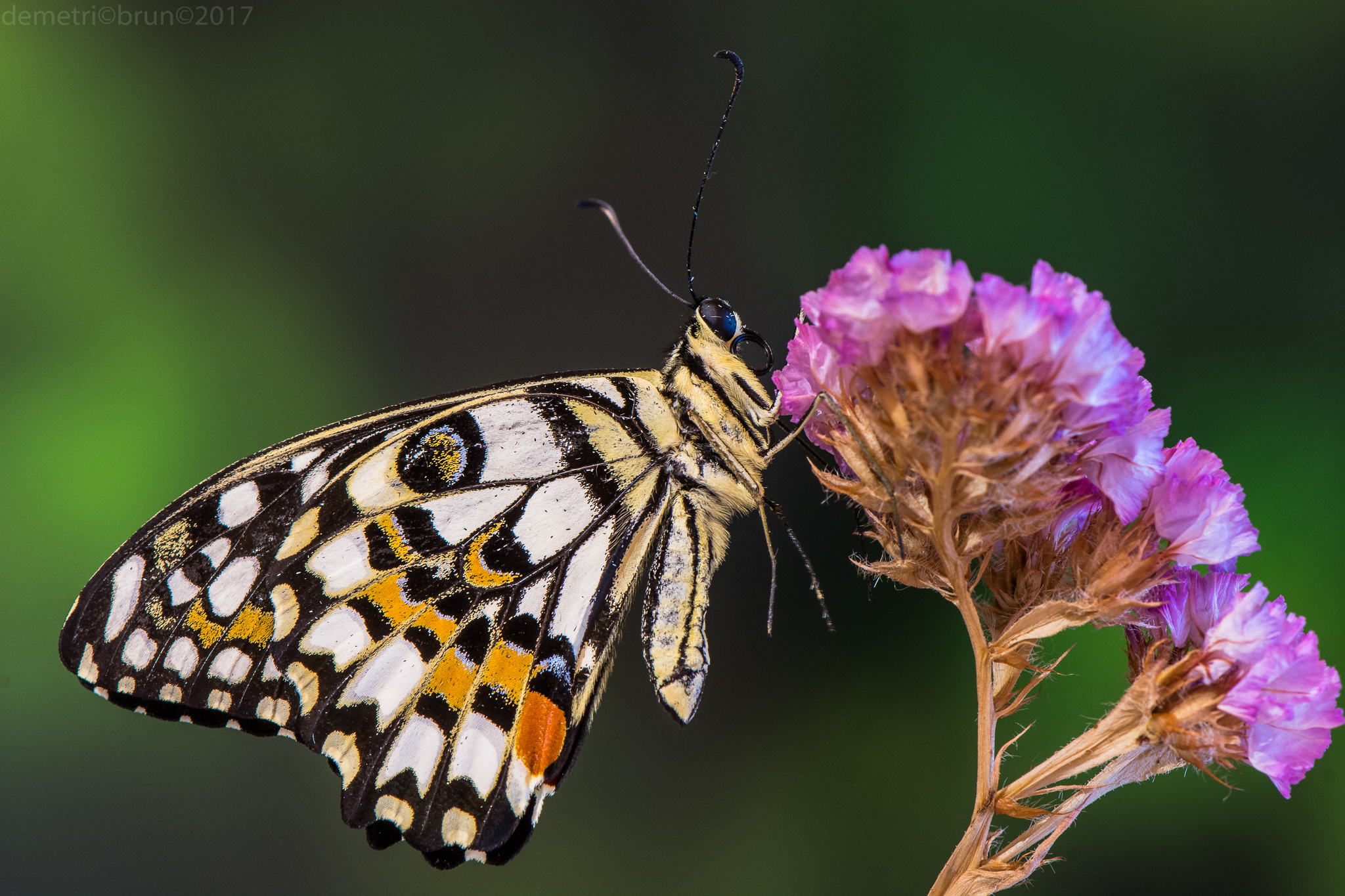 papilio demoleus