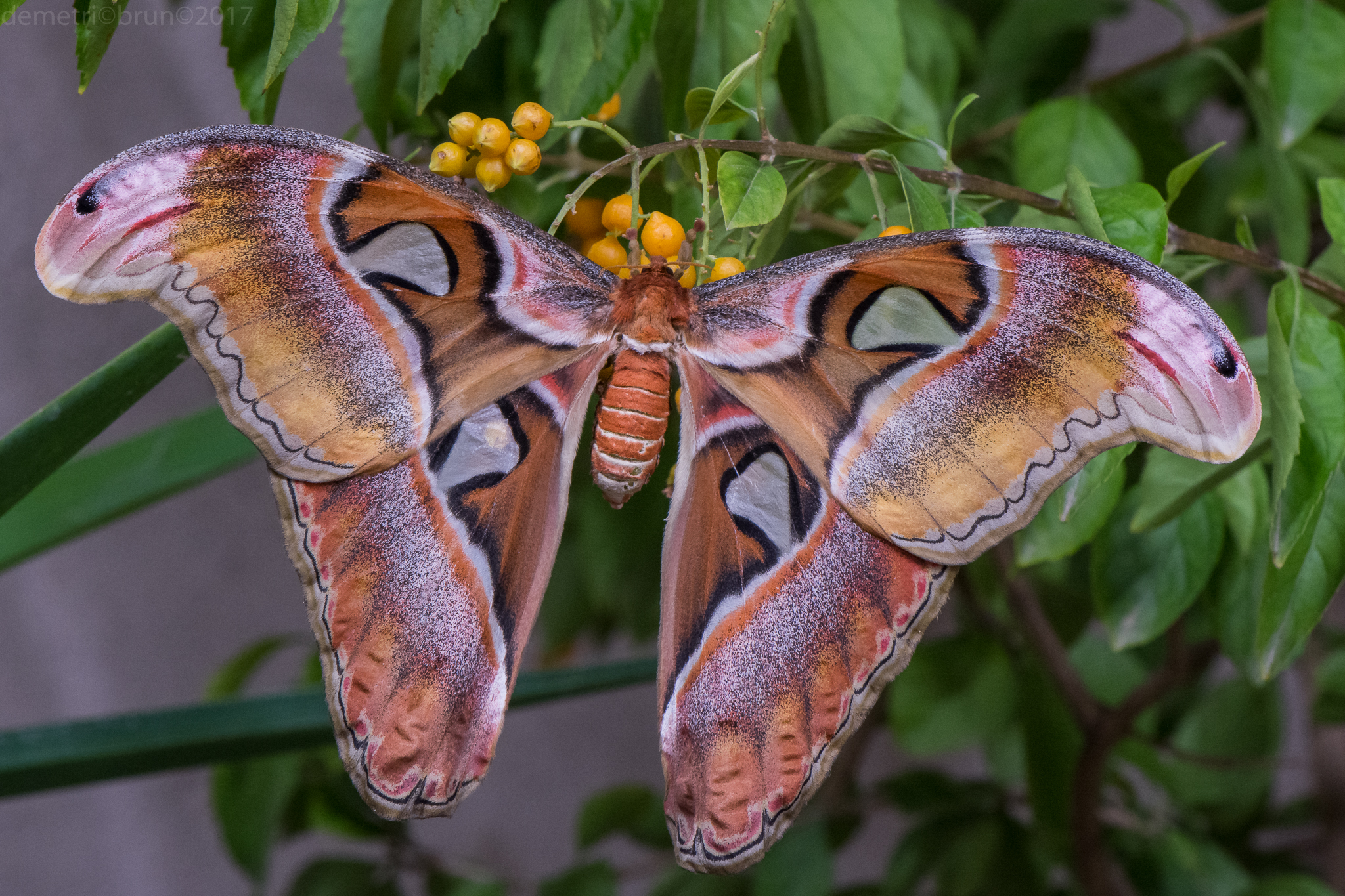 Butterfly cobra (attacus atlas)