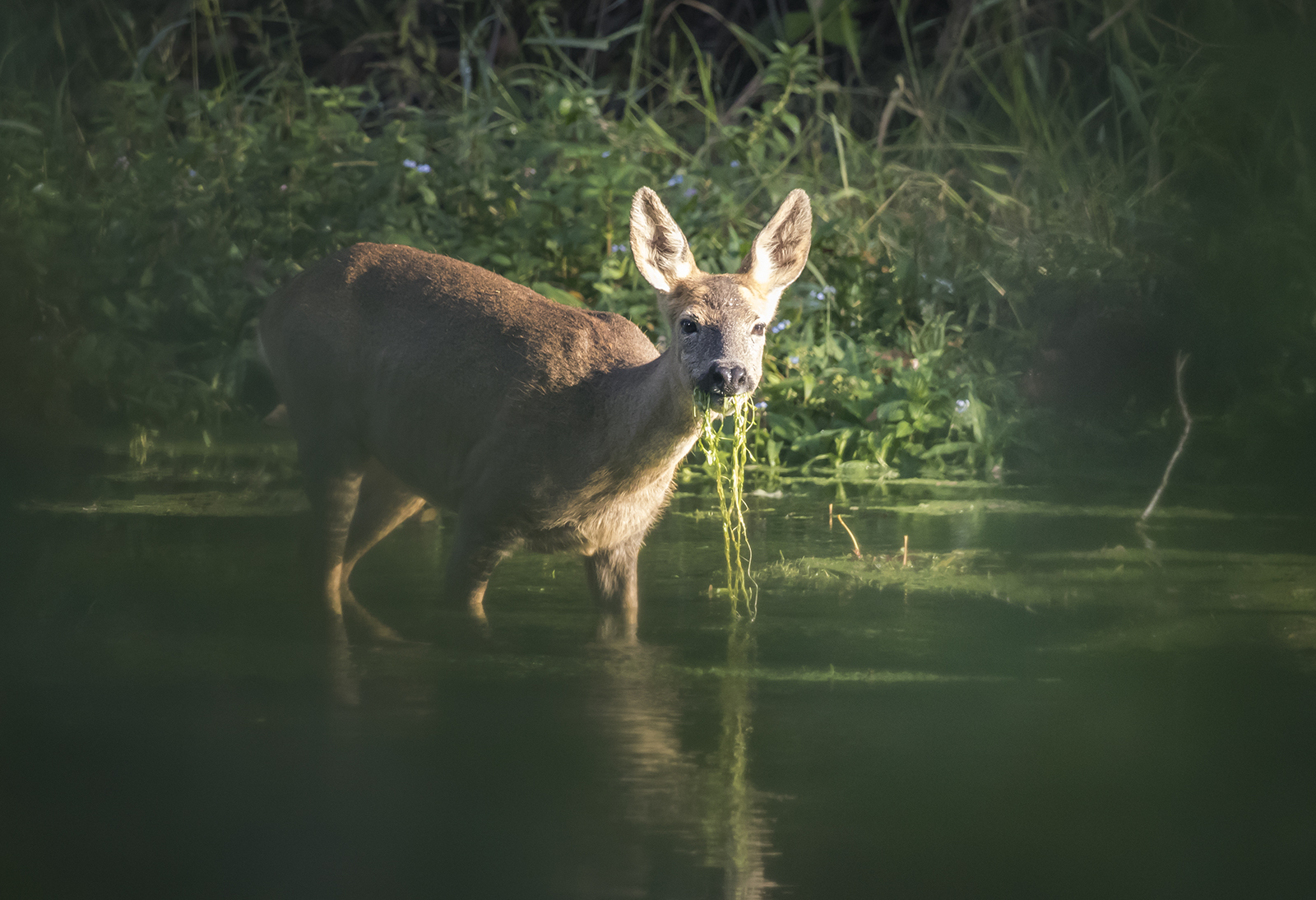 Capriolo femmina al pasto