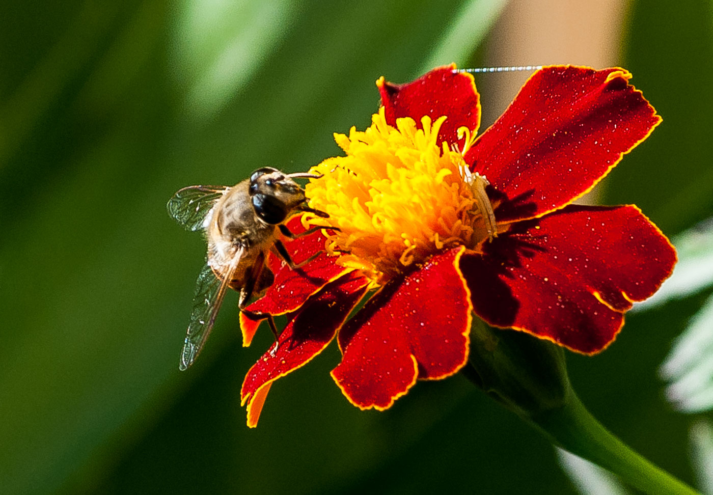Eristalis Tenax su Tagetes