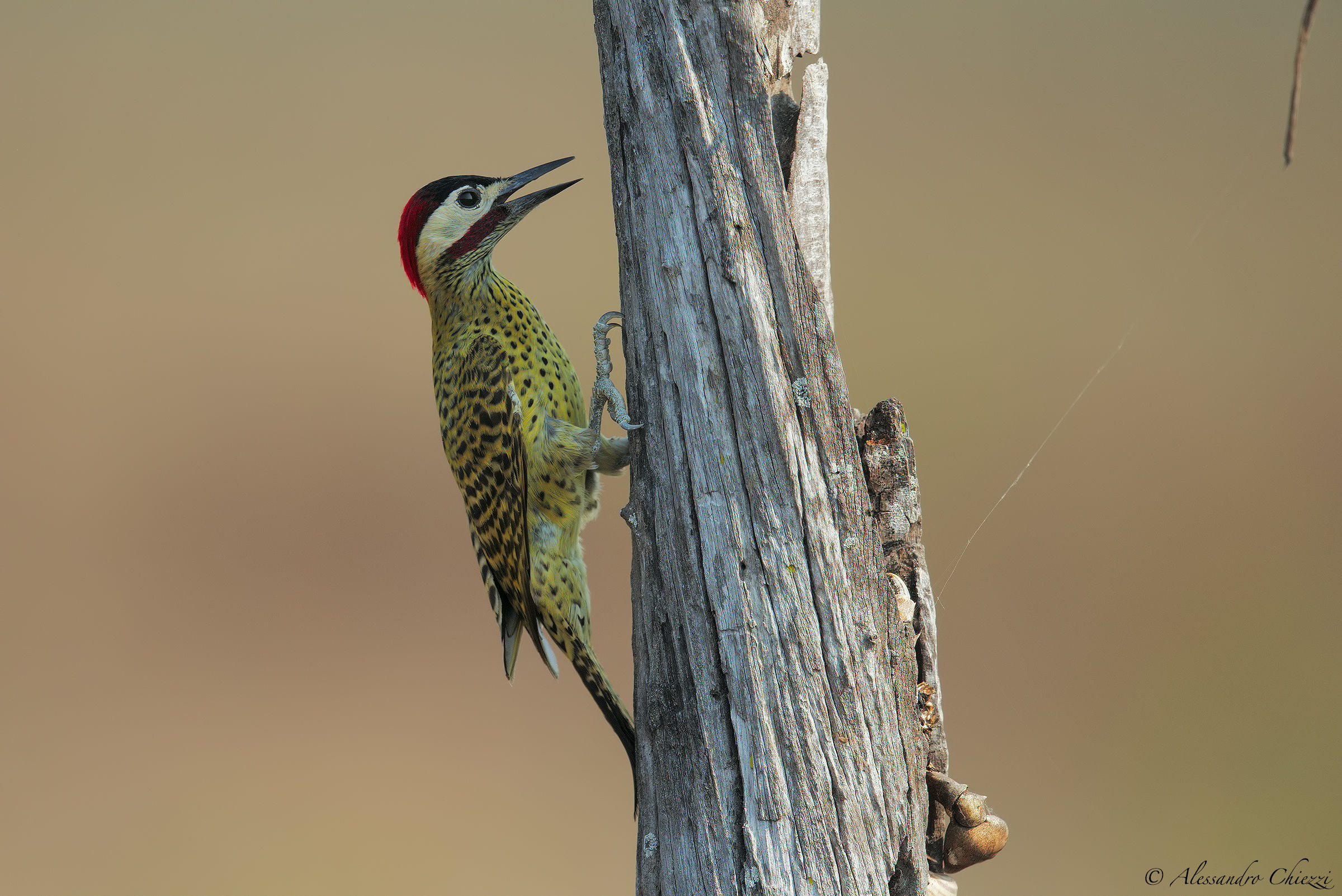 Green and black woodpecker