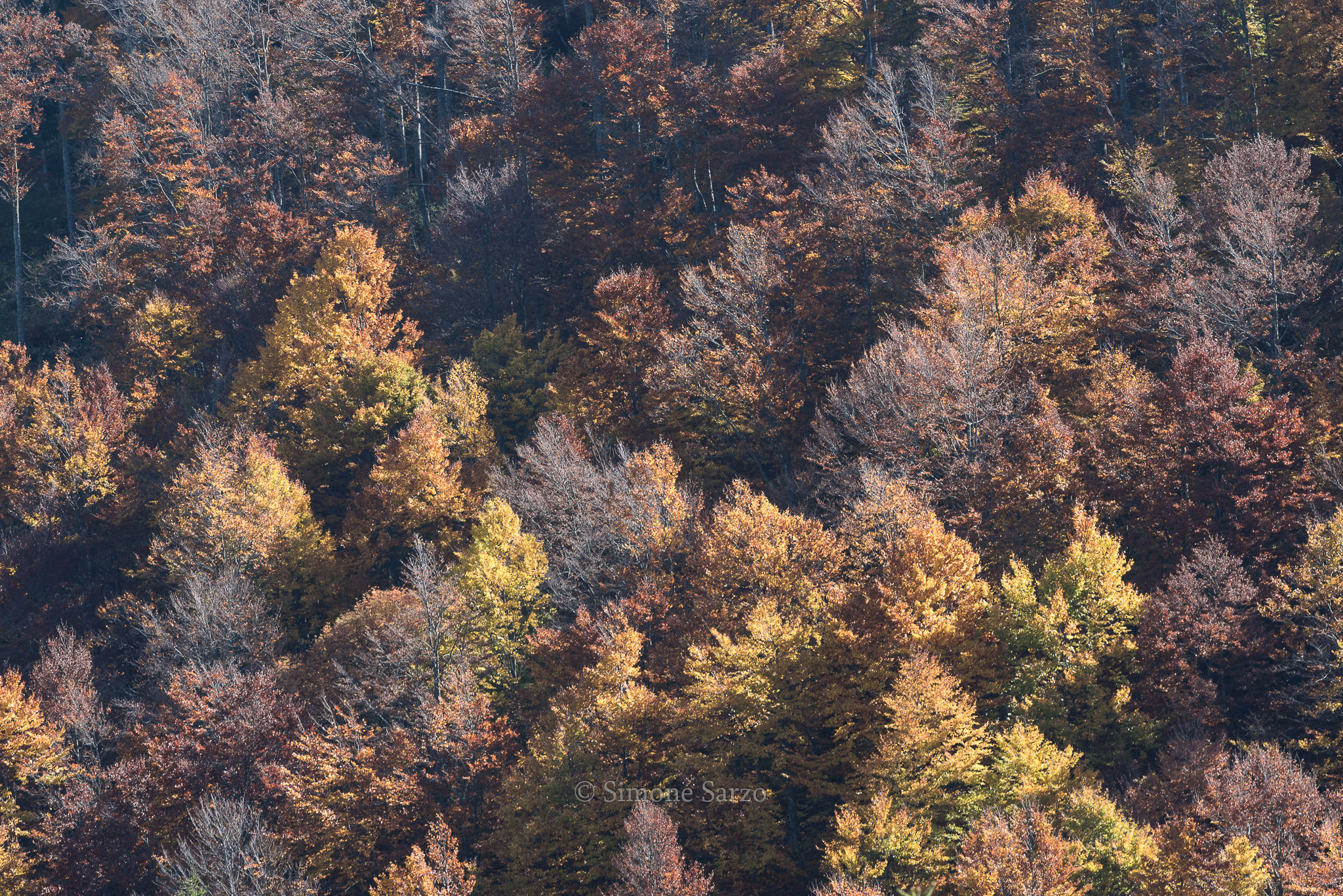 I colori dell'autunno sul Monte Grappa