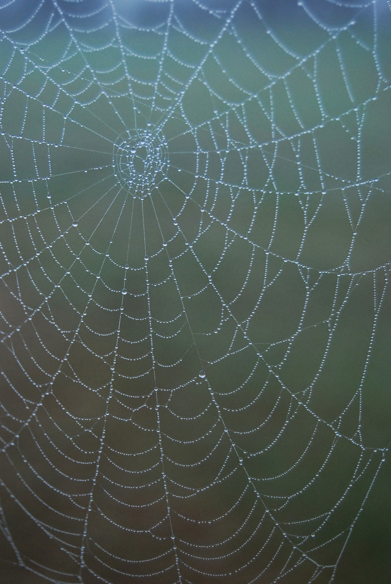 Intreccio di rugiada