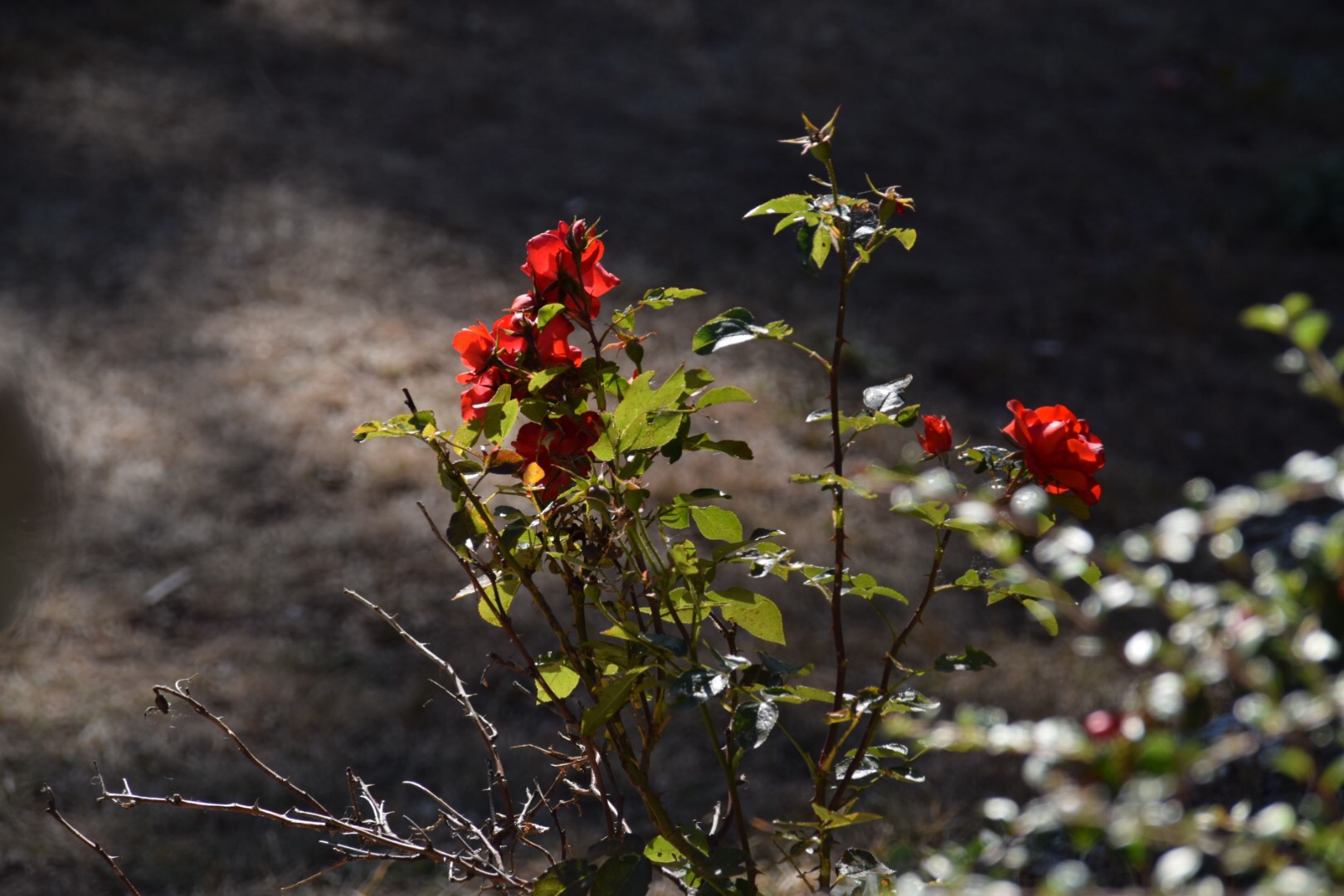 The beginning of Autumn