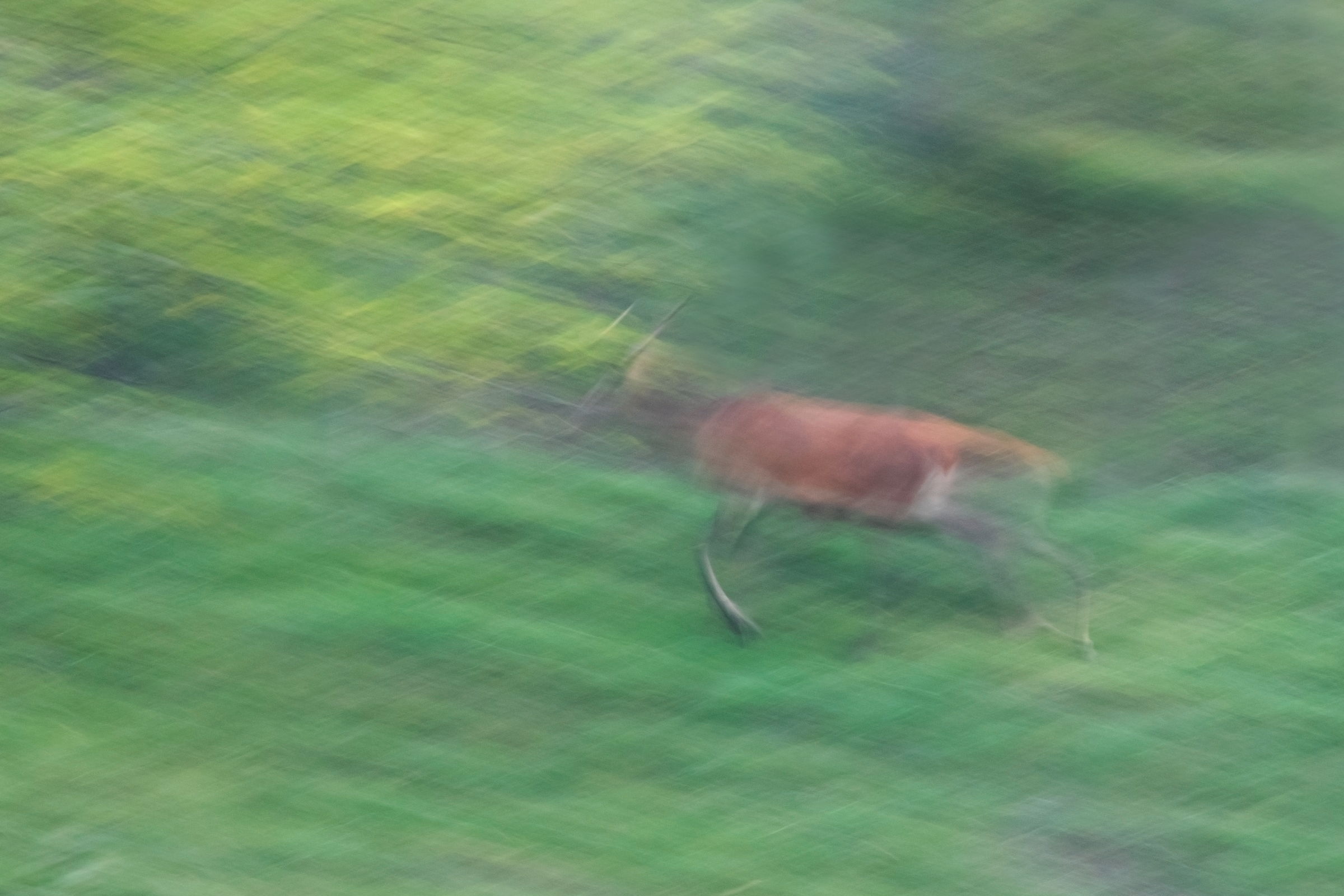 Solw motion deer