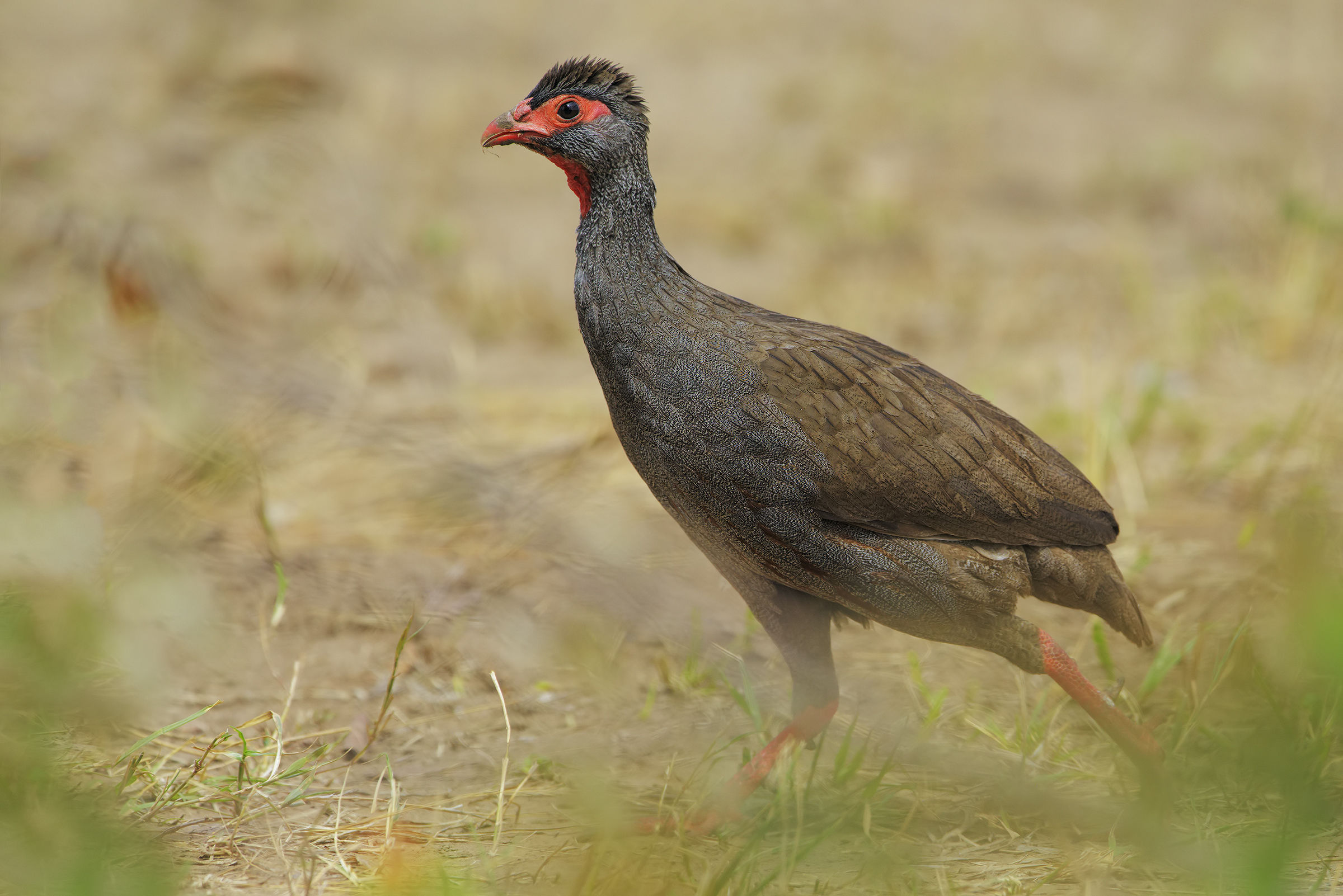 Il Francolino impettito