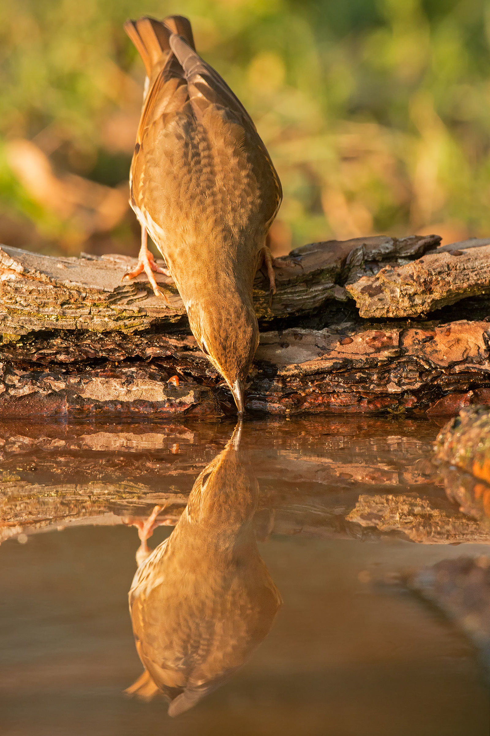 the drowning water of the puff