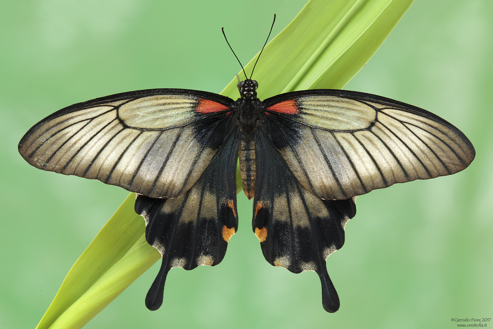 Papilio polytes
