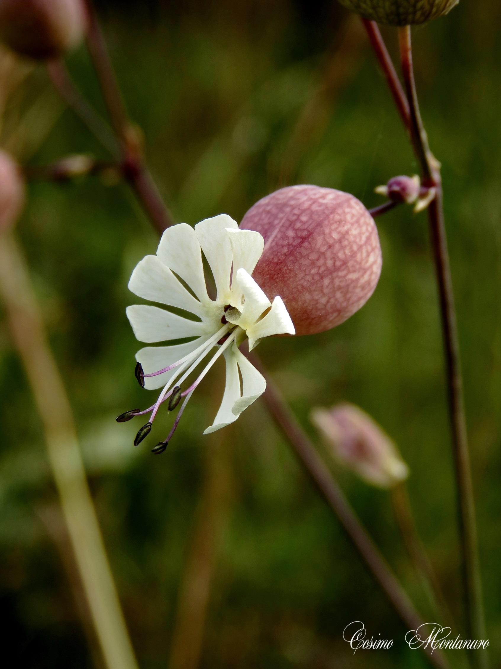 Silene vulgaris