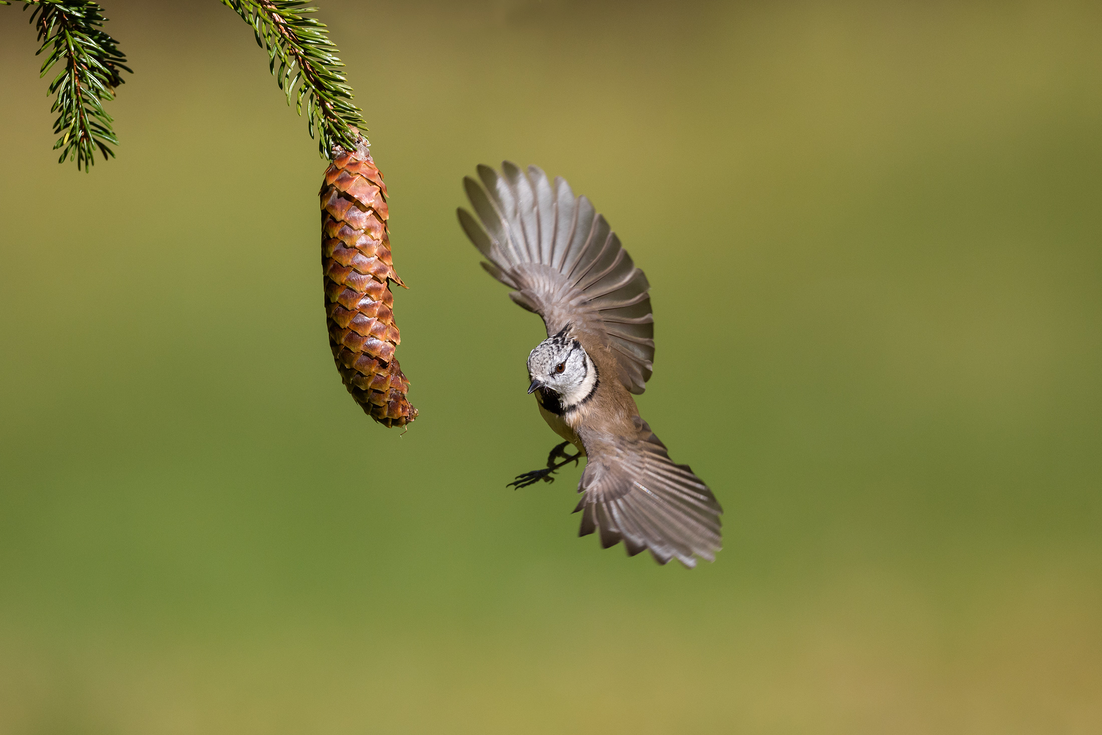Virata cincia dal ciuffo