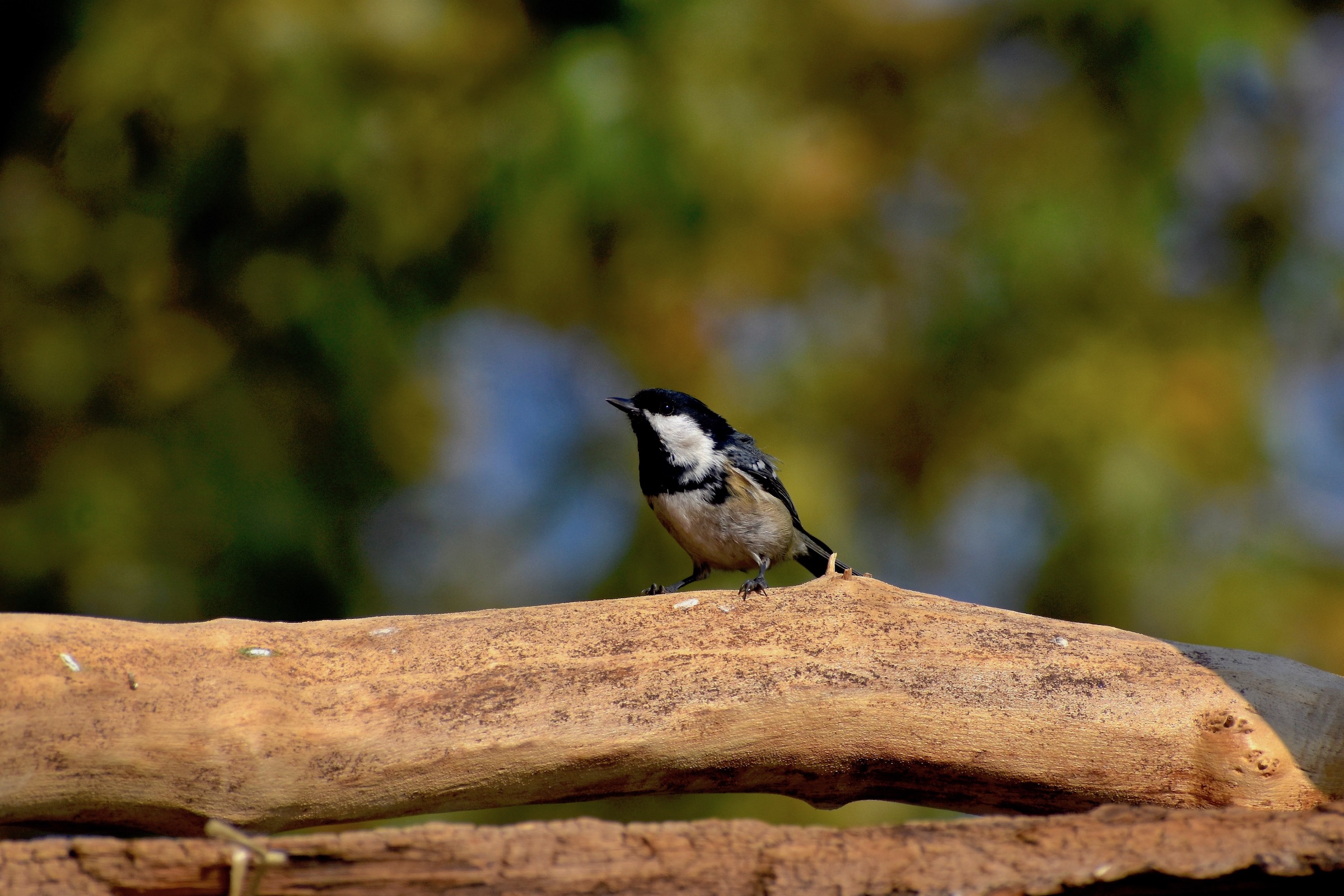Coal Tit