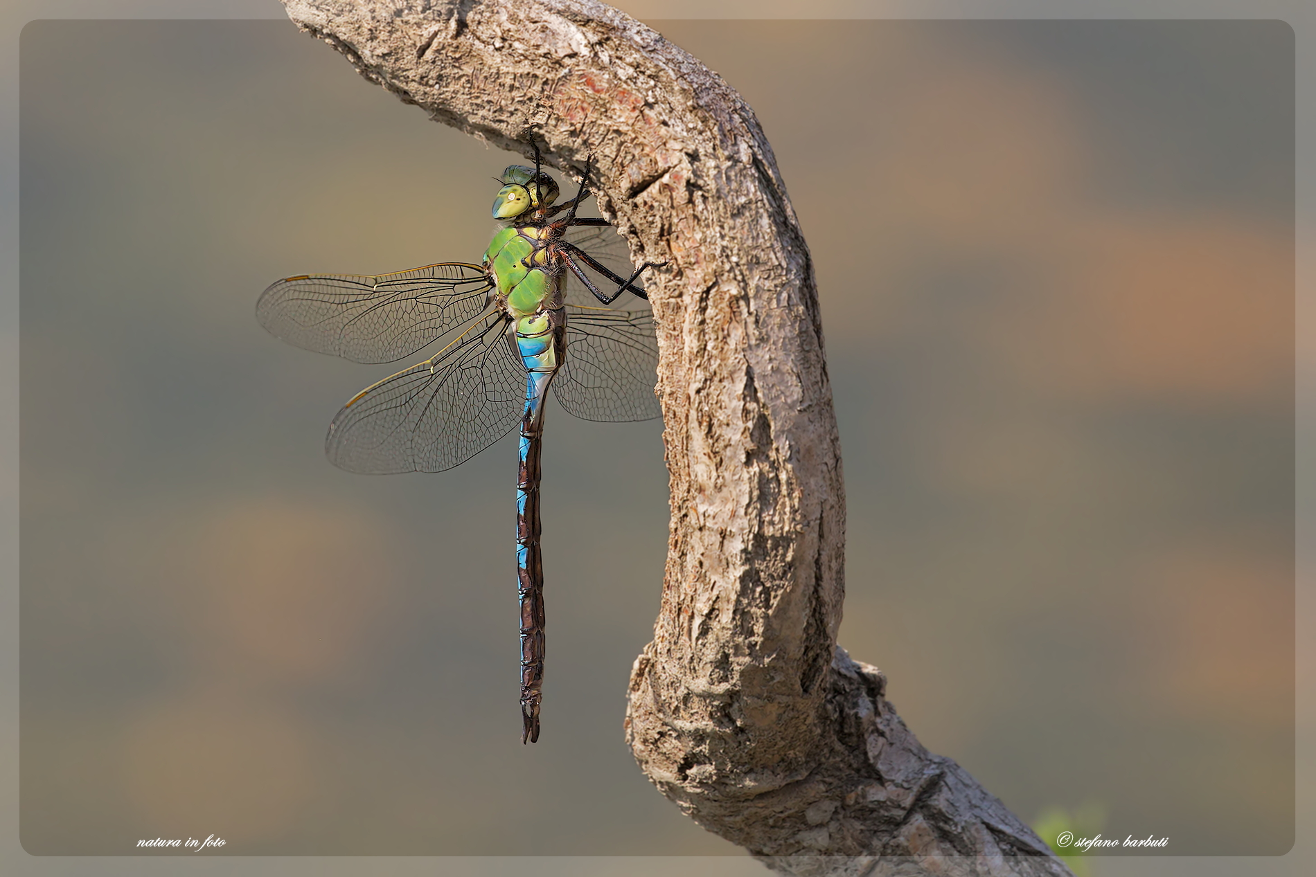 dragonfly