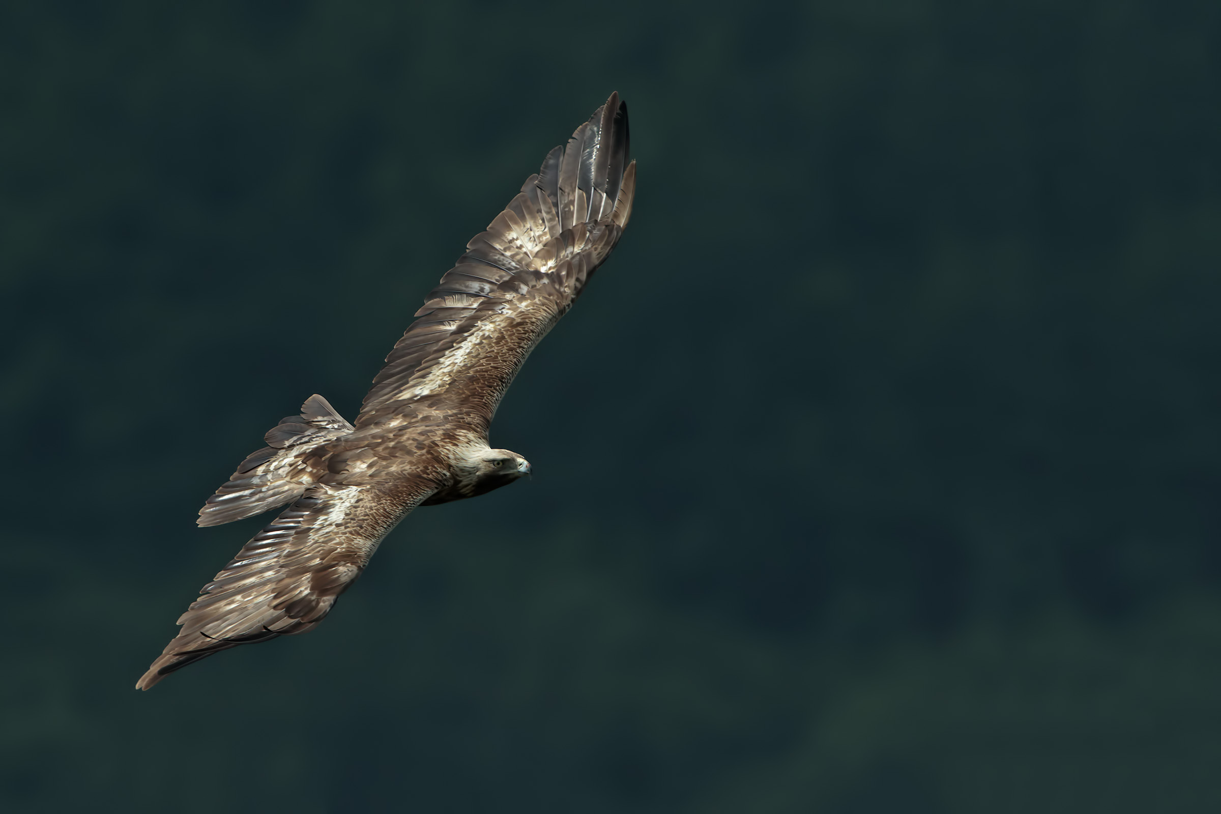 Aquila reale.......Il re in volo