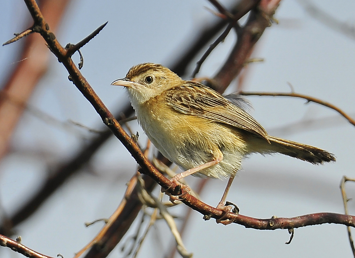 Beccamoschino (Fan-tailed warbler)