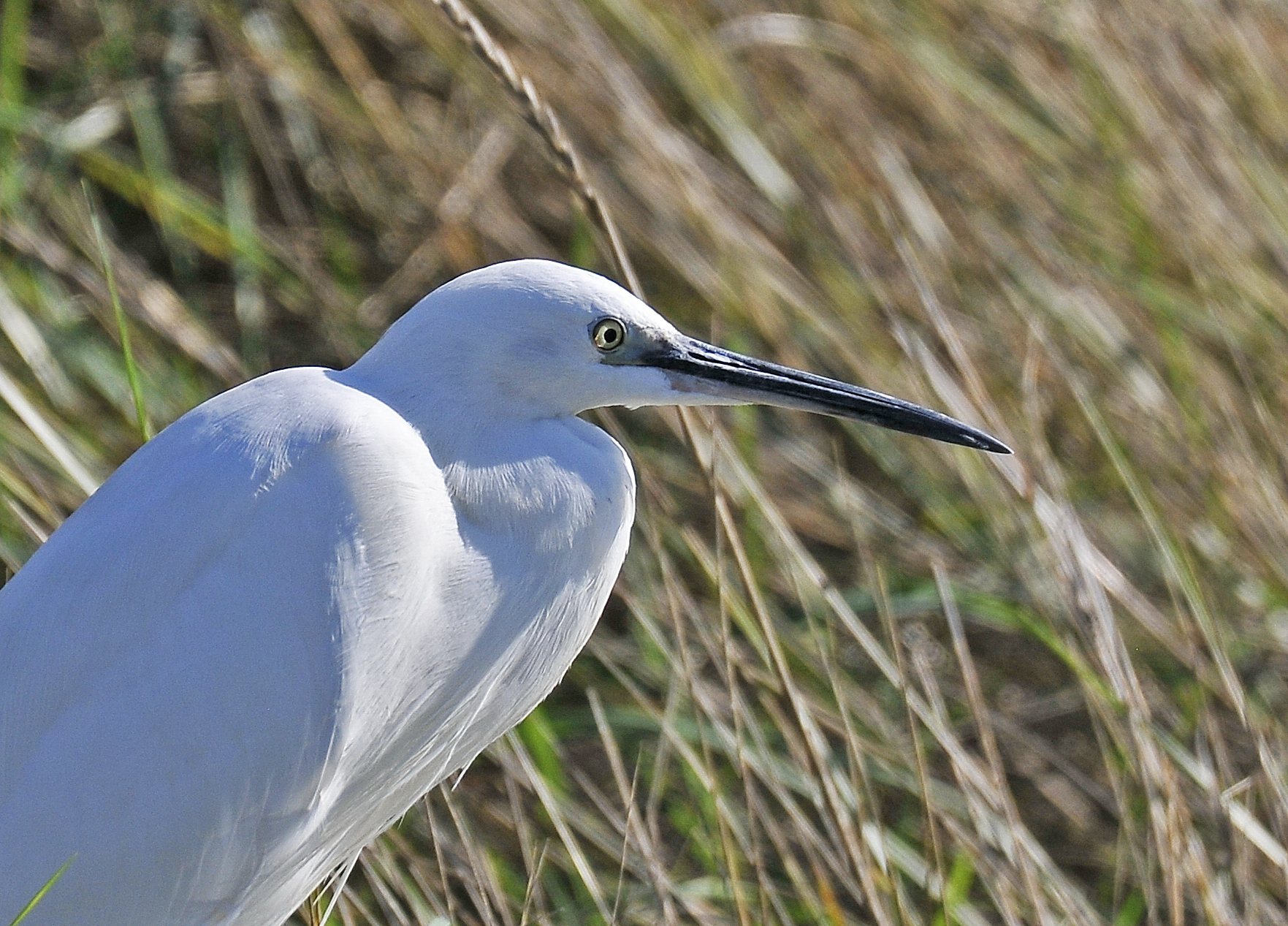 Garzetta (Little egret)