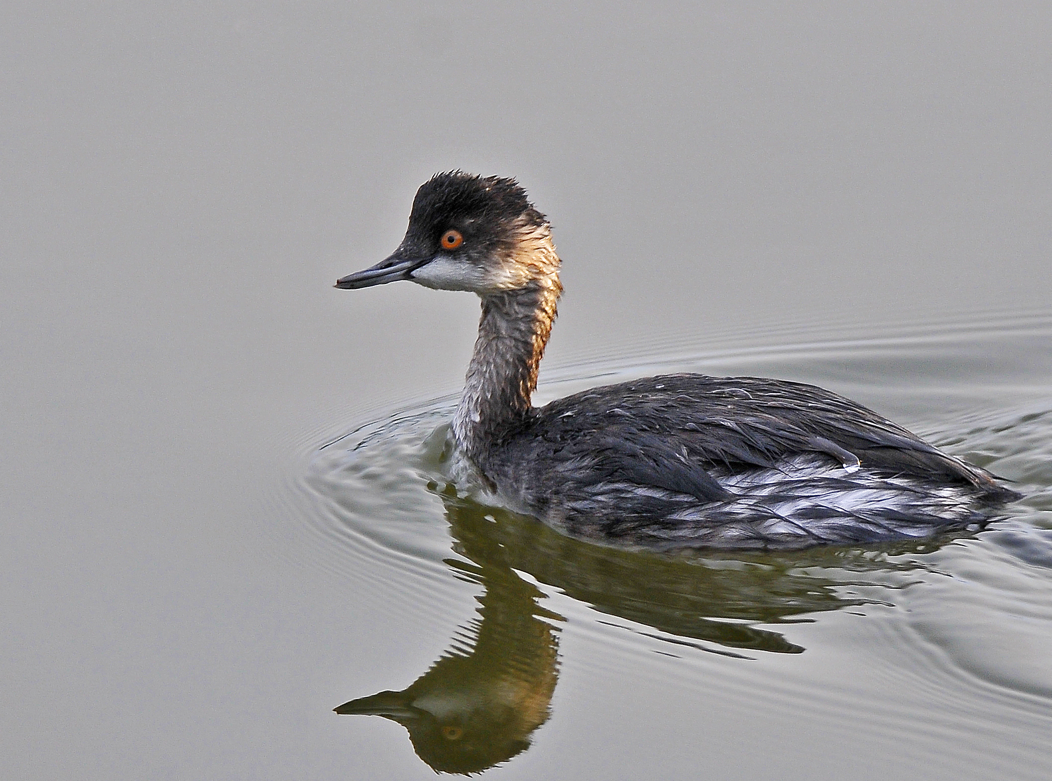Svasso piccolo (Black-necked grebe)