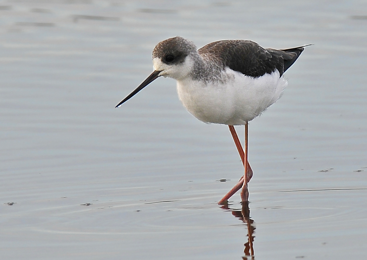 Cavaliere d'Italia (Black-winged stilt)