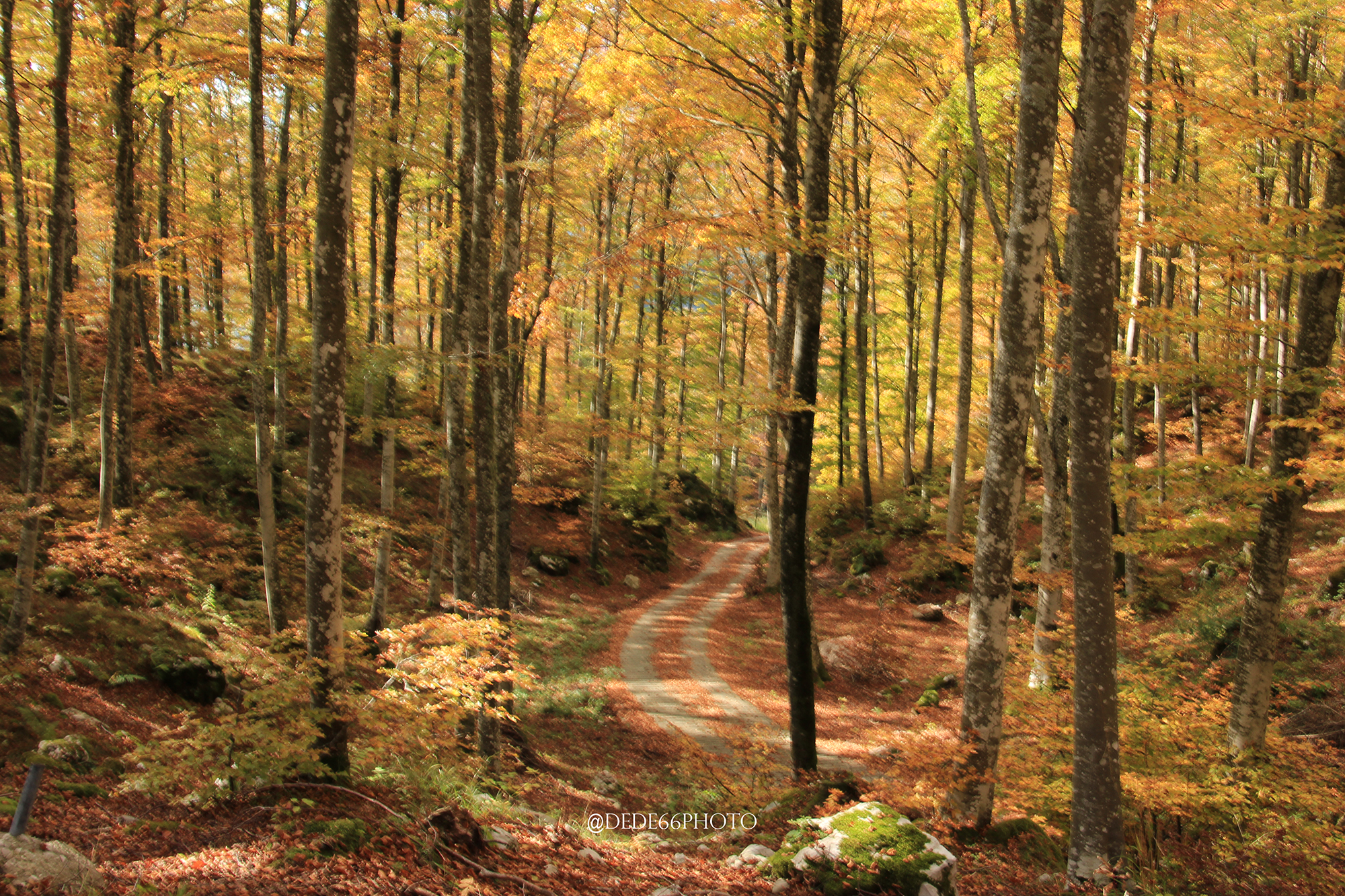 The road in the woods
