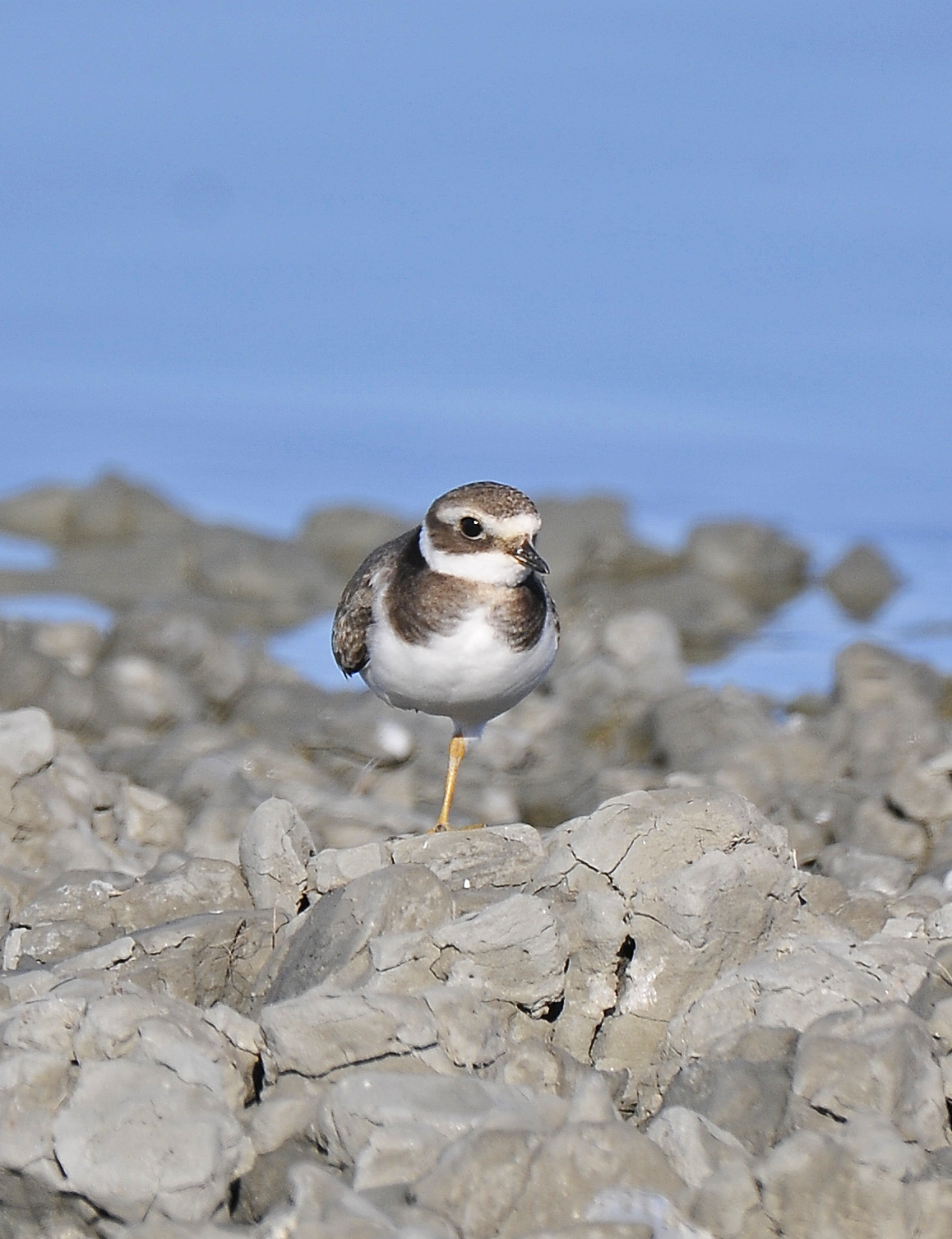 Corriere grosso (Ringed plover)