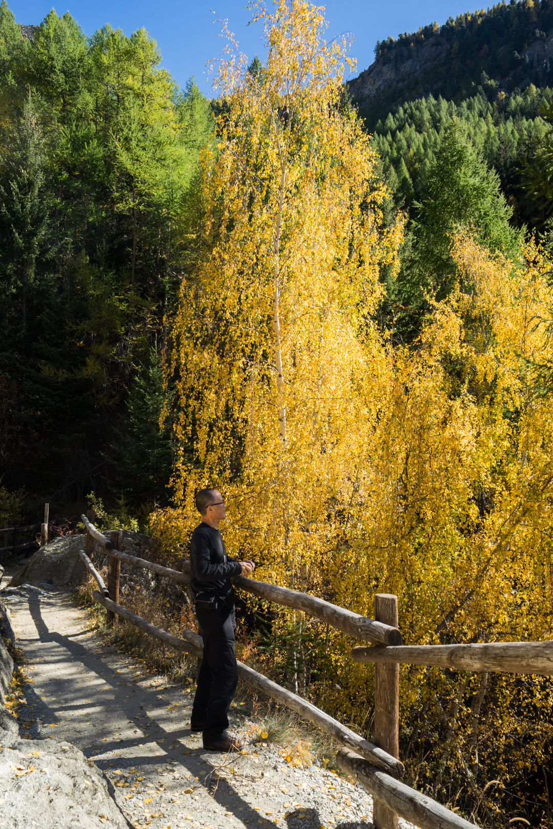 alle prese co una gialla betulla