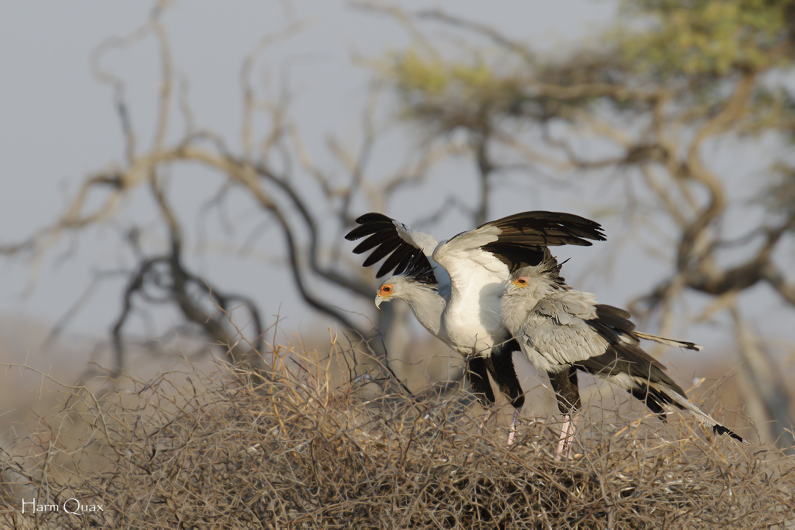 Secretary birds (Sagittarius serpentarius)