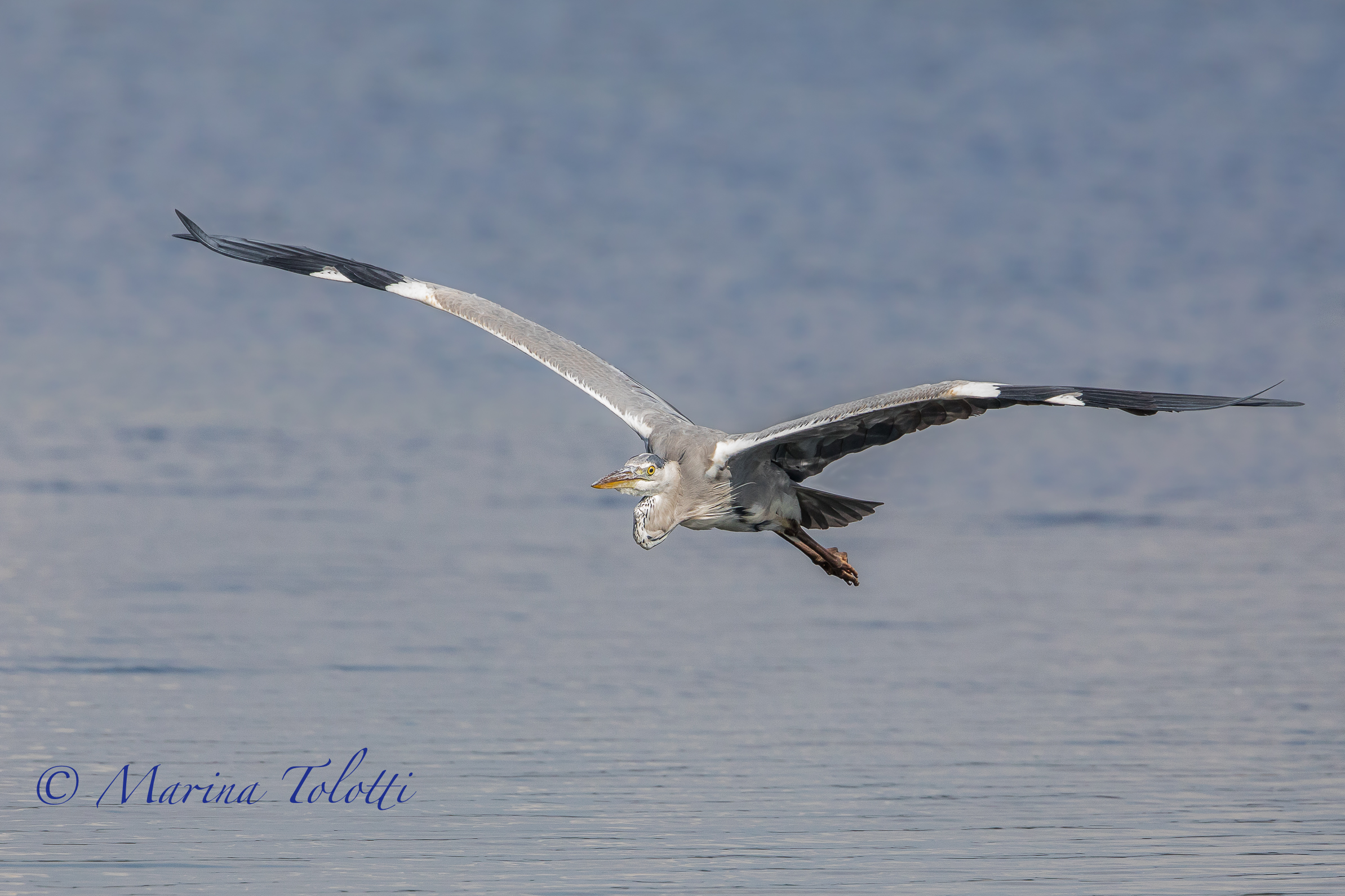 the Airman's Cinder Air flight