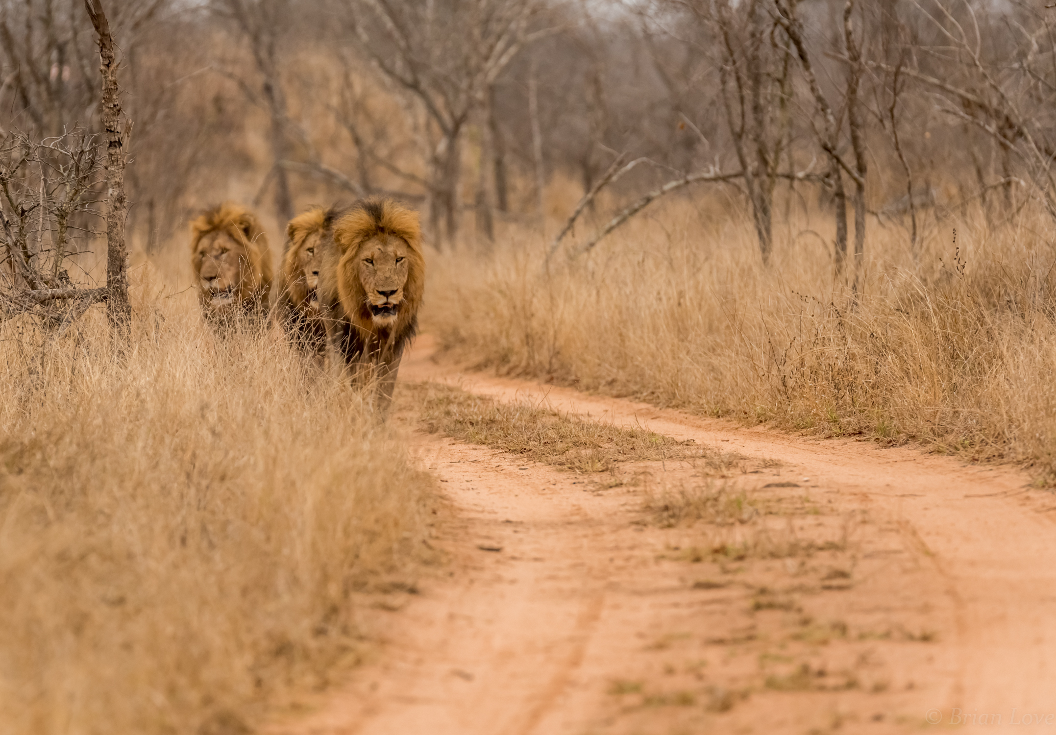 Here come the B-Boys!