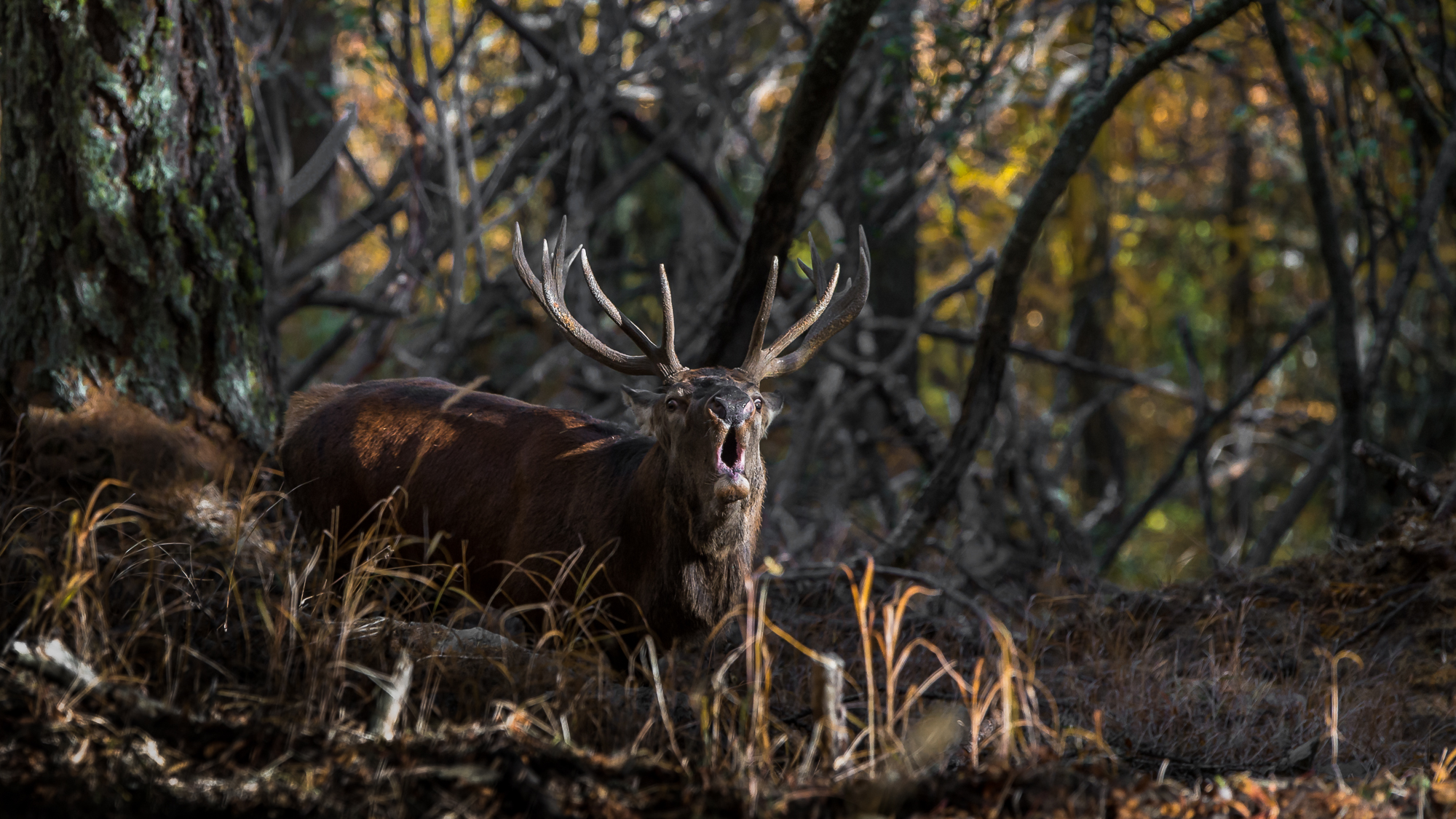 monsieur le Maître de la forêt