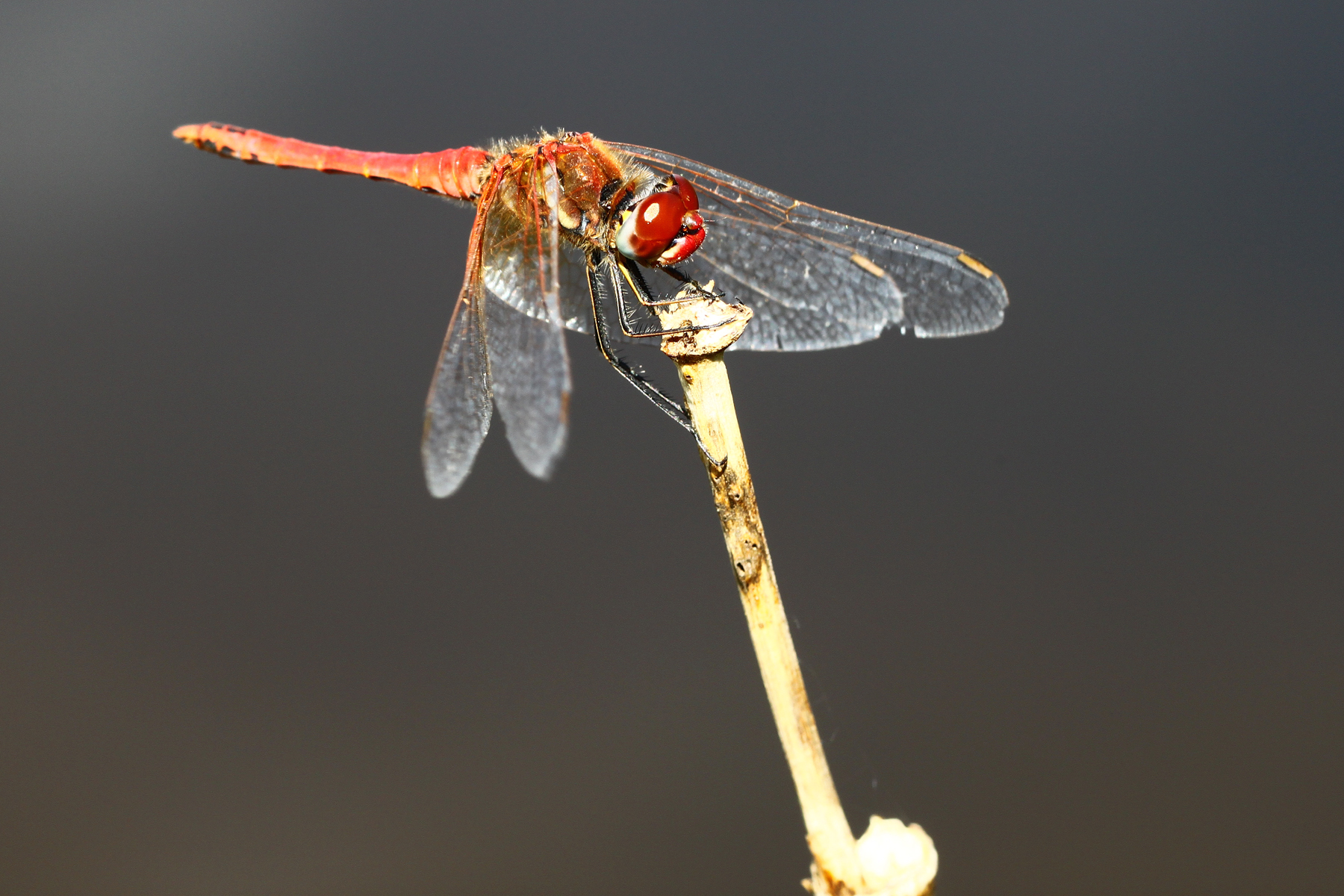 Libellula