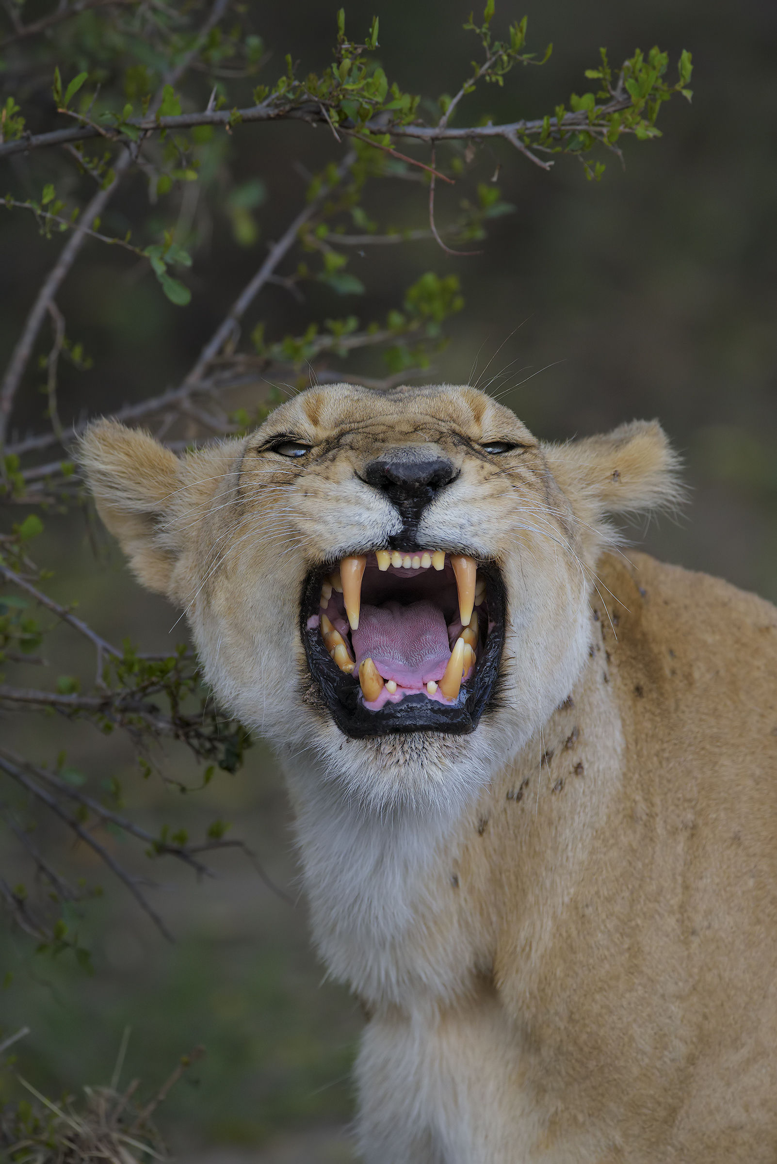 La smorfia del Flehmen