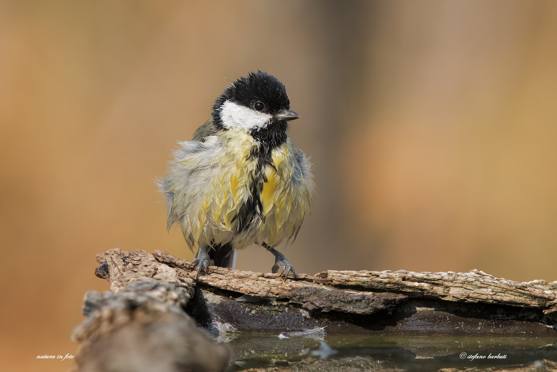 Great Tit