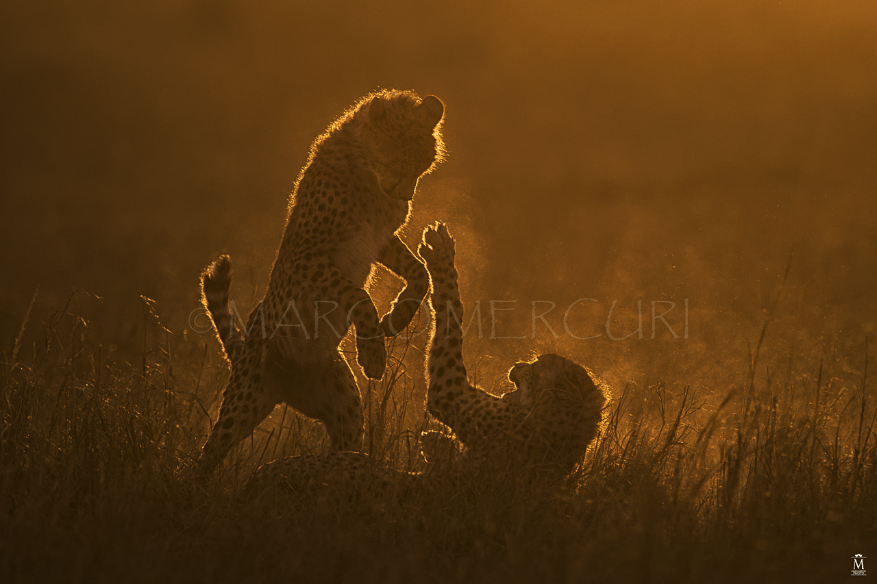 The little ones of Malaika