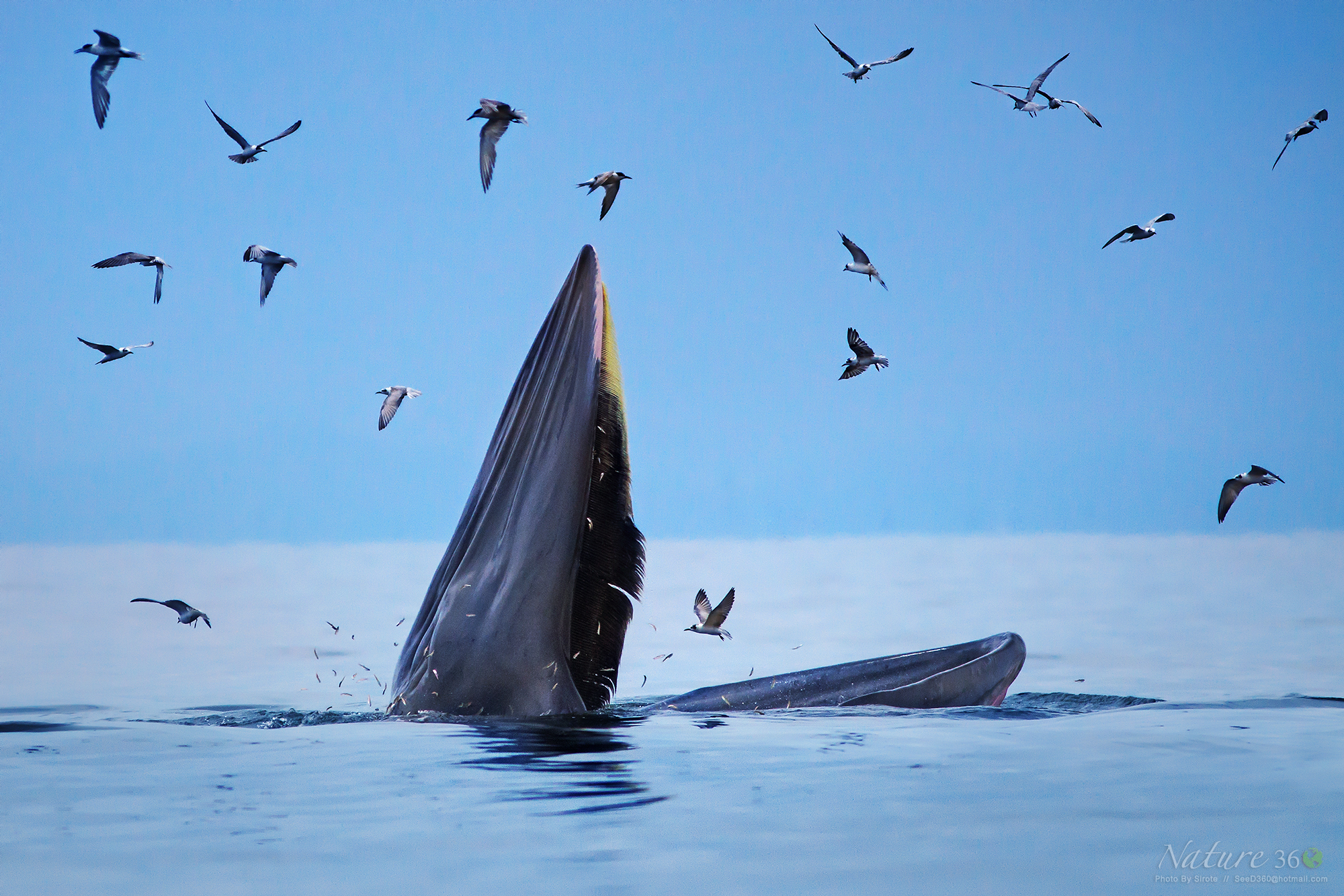Bryde's whale