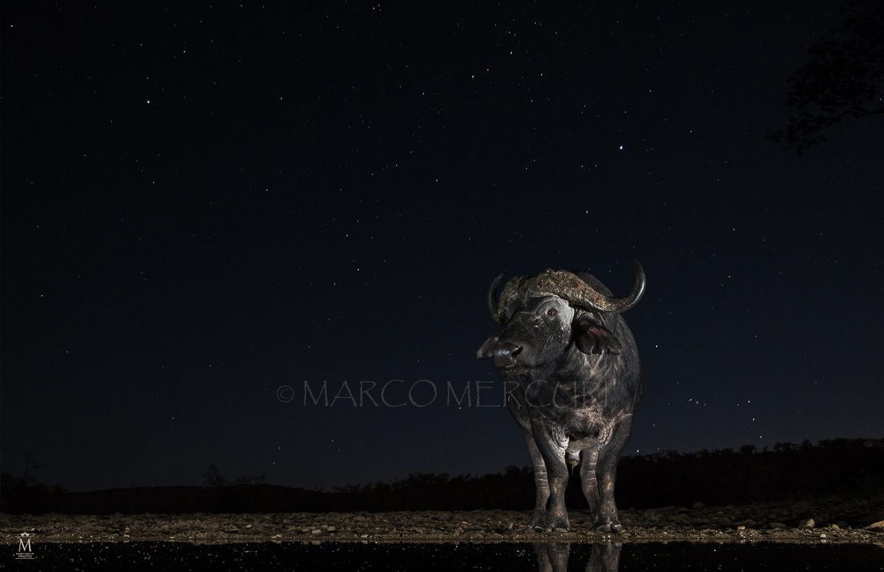 Dreams of a midnight summer night