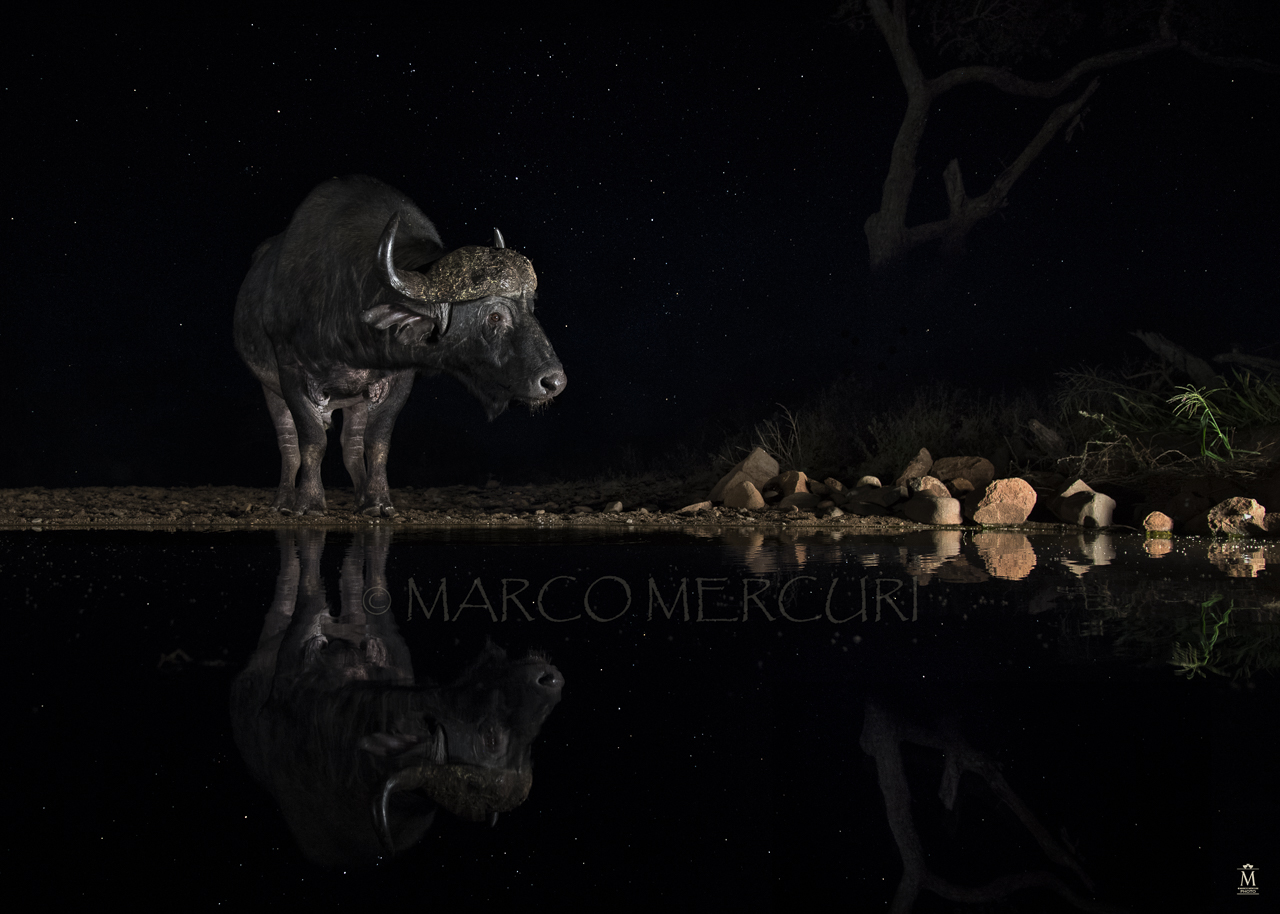 Dreams of a midnight summer night