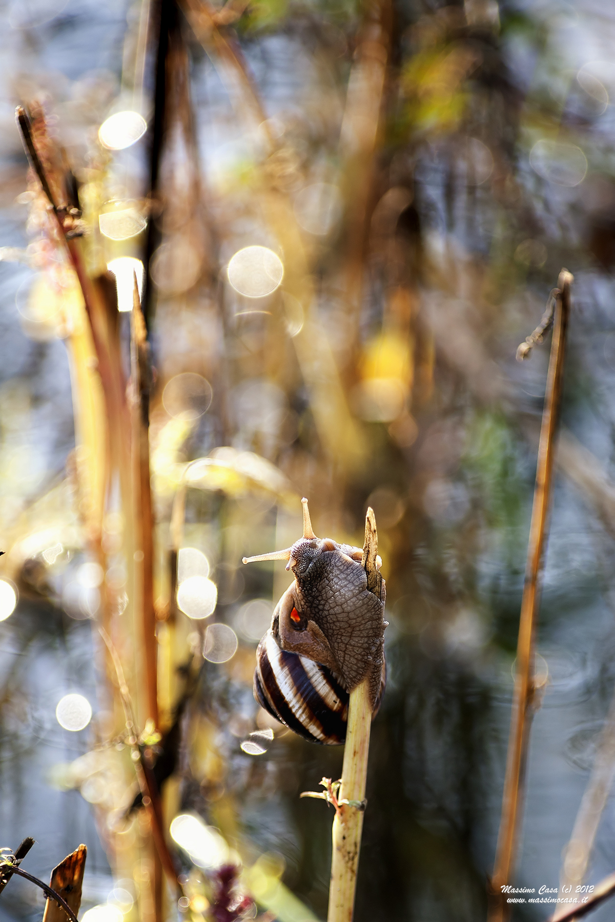 Snail and Bokeh