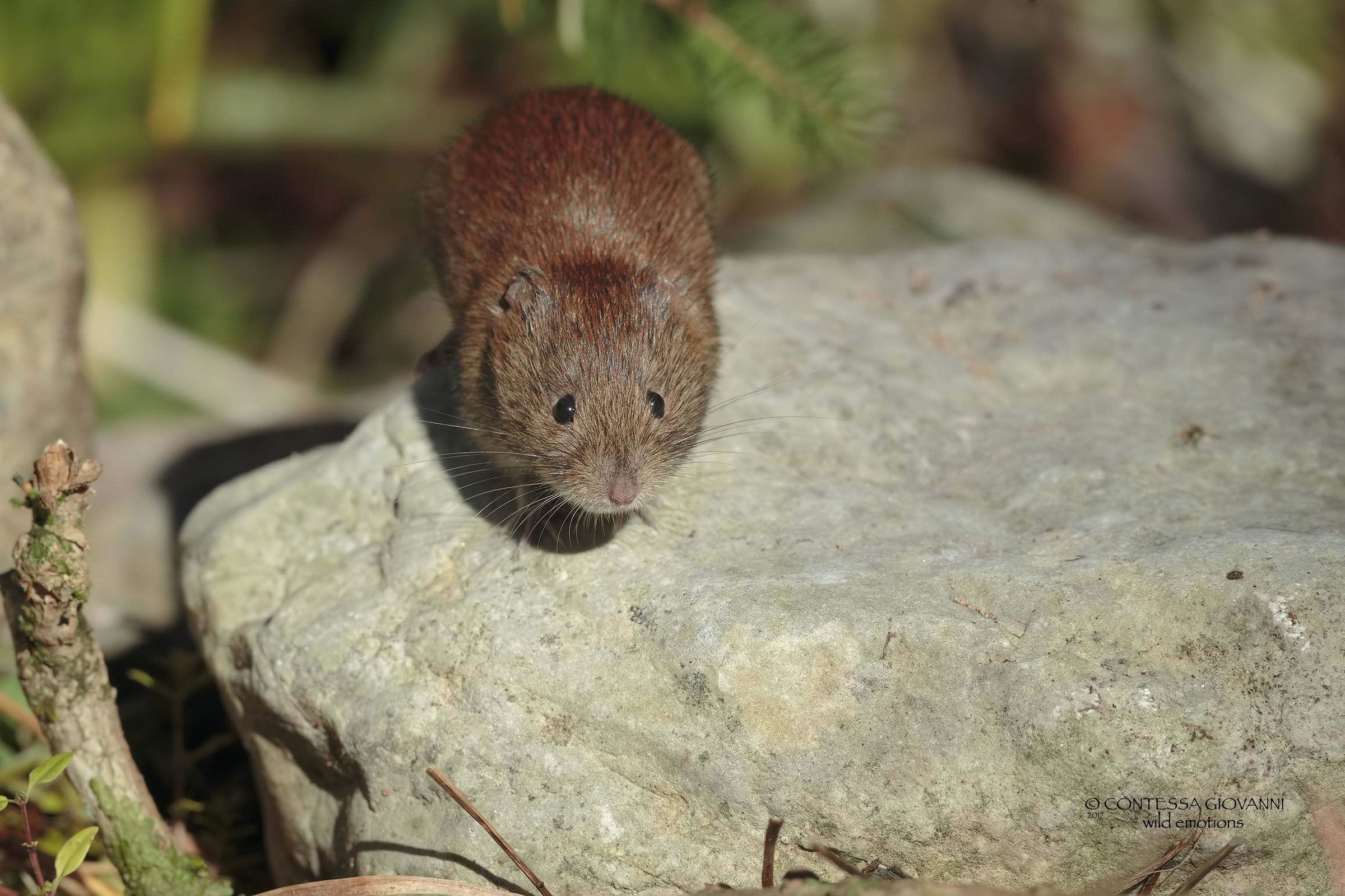 vole