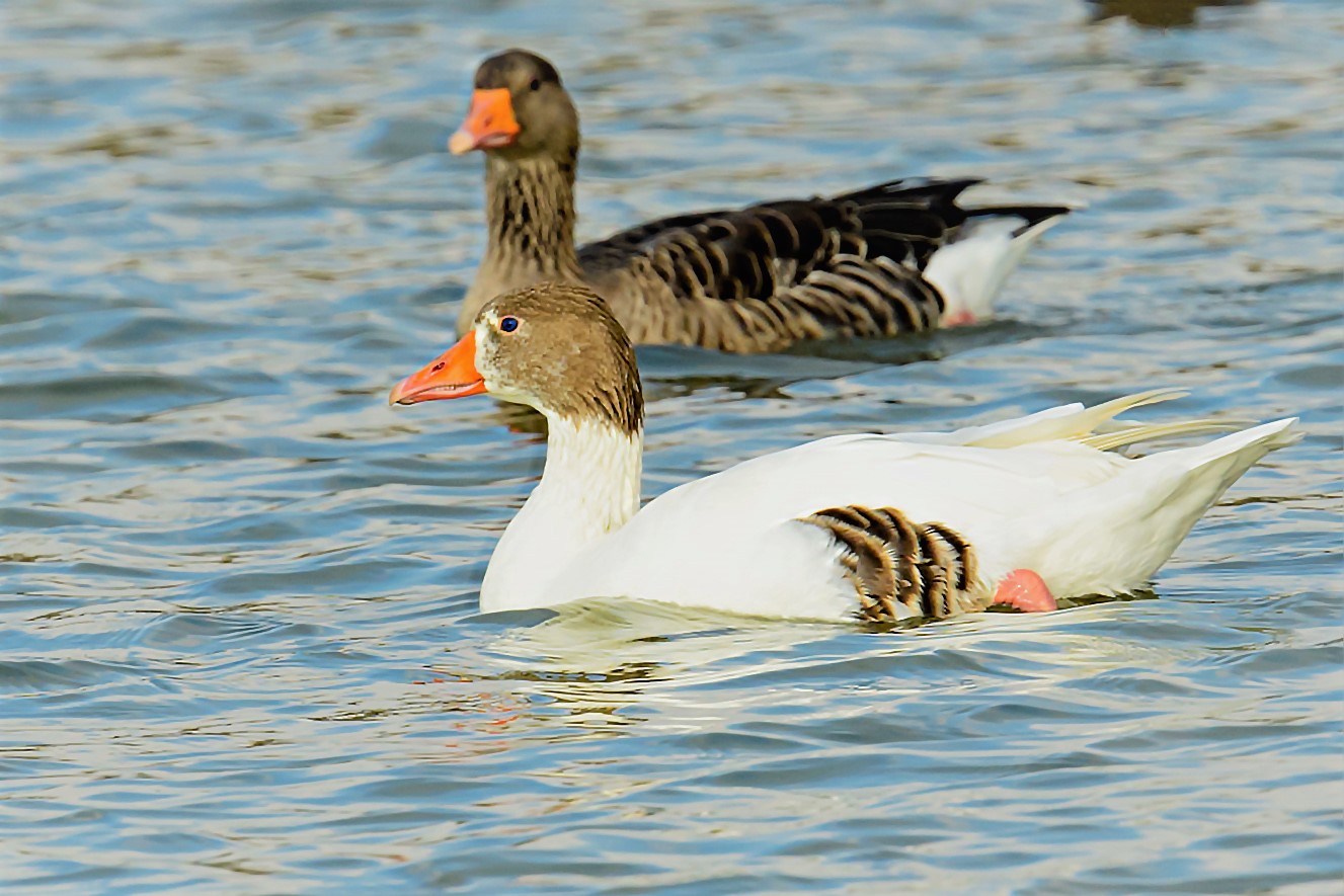 anomalous goose in the Friulian valleys