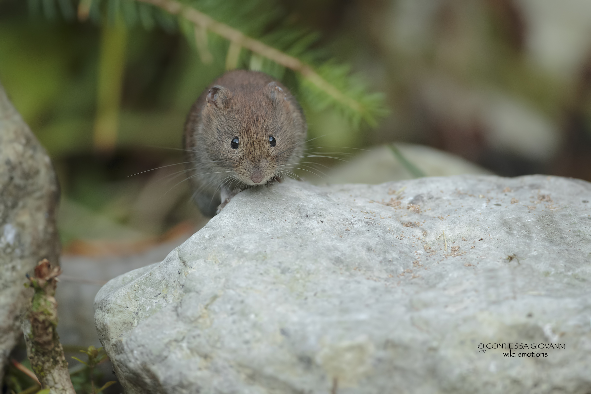vole