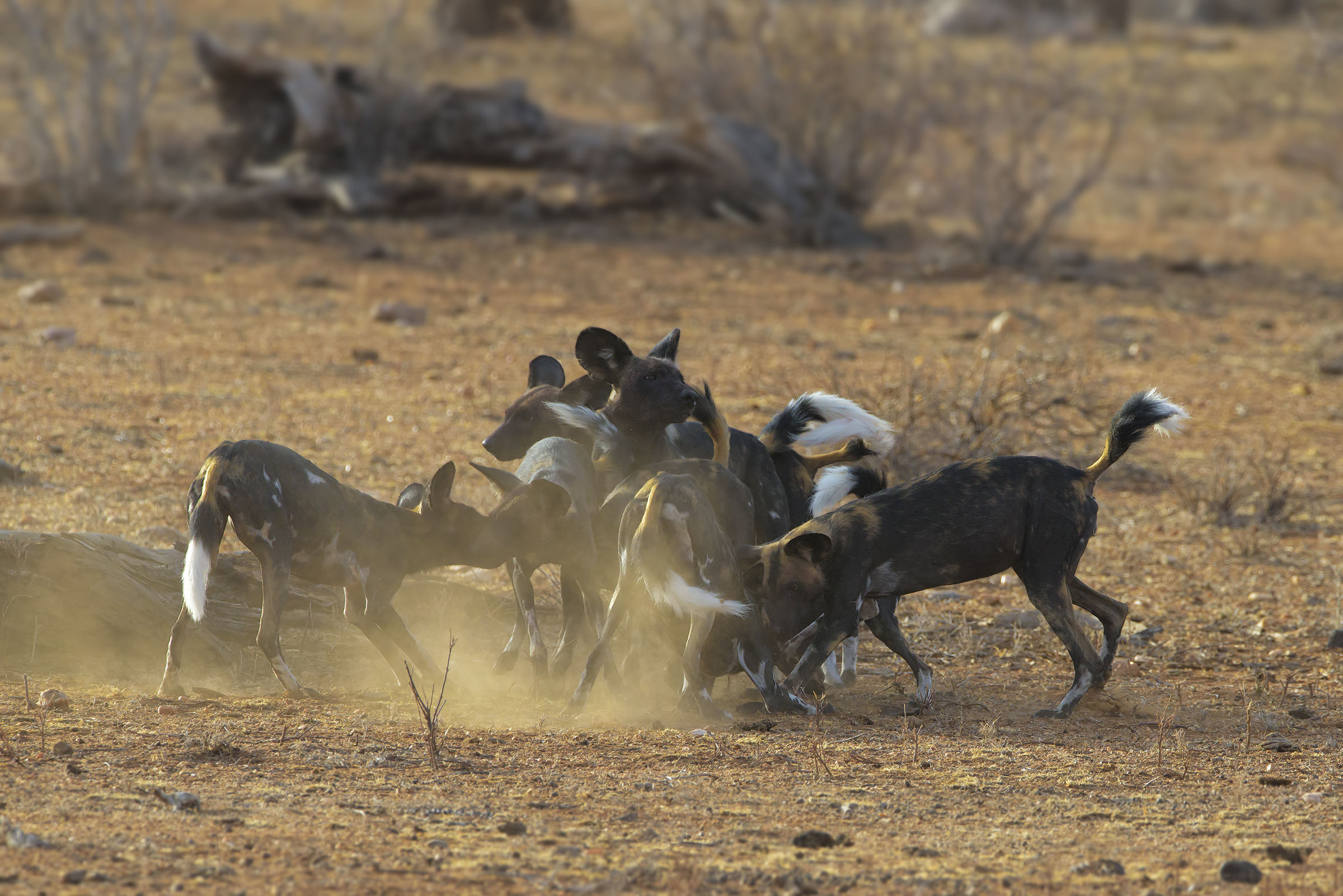 Powder, Light and Licaon