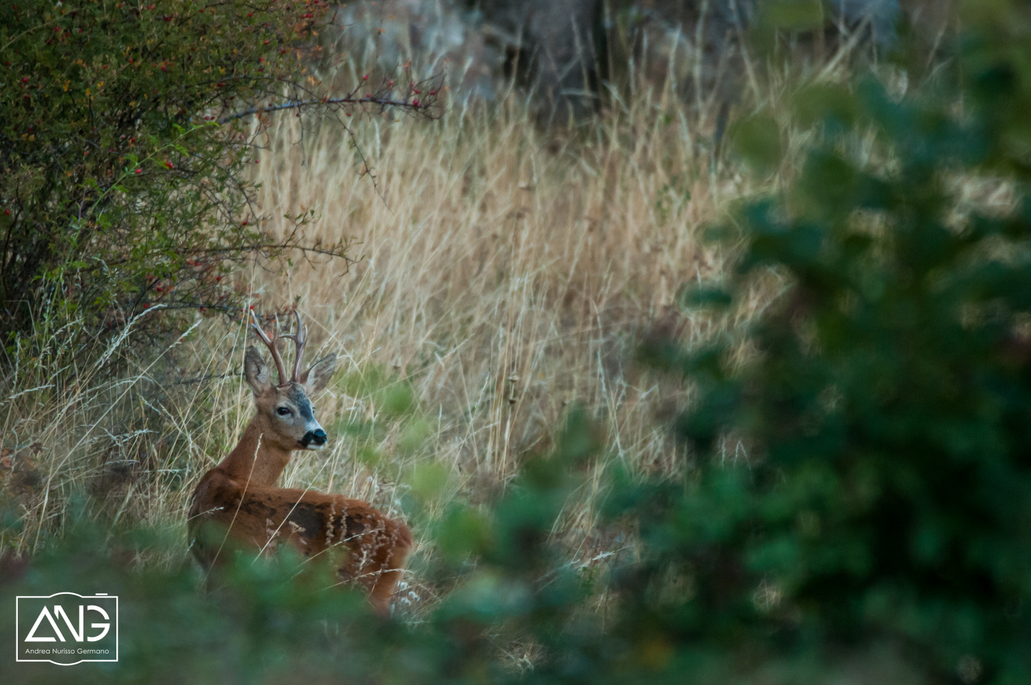 Hidden, between the leaves ....