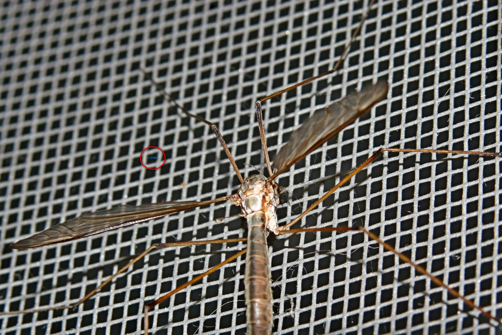 Zanzara rete 1mm