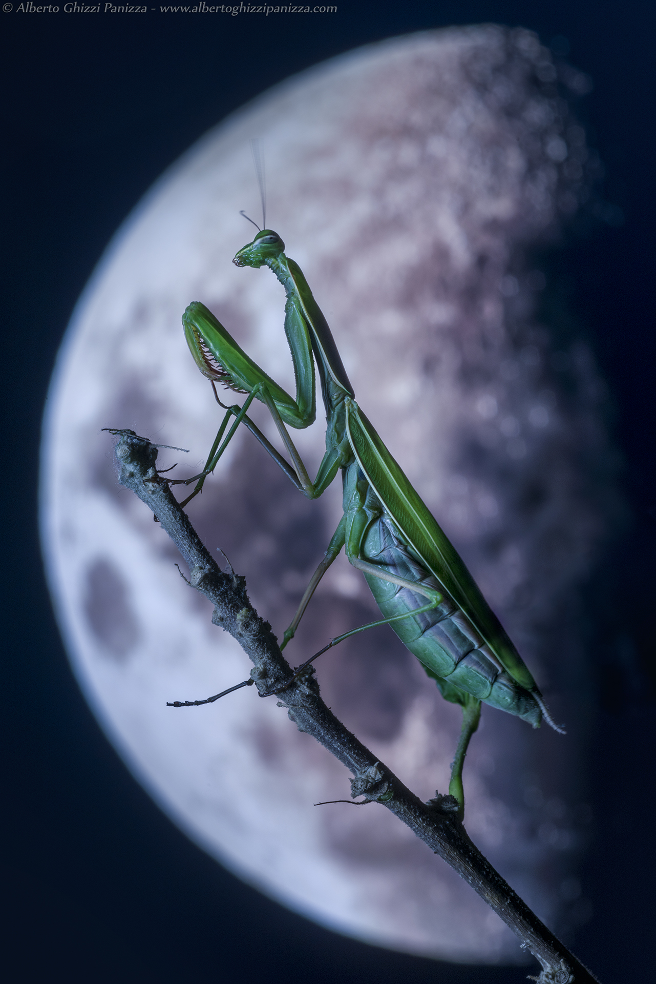 Una predatrice nella notte